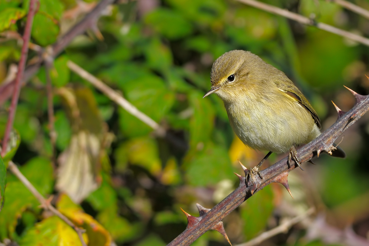 luì piccolo (Phylloscopus collybita)