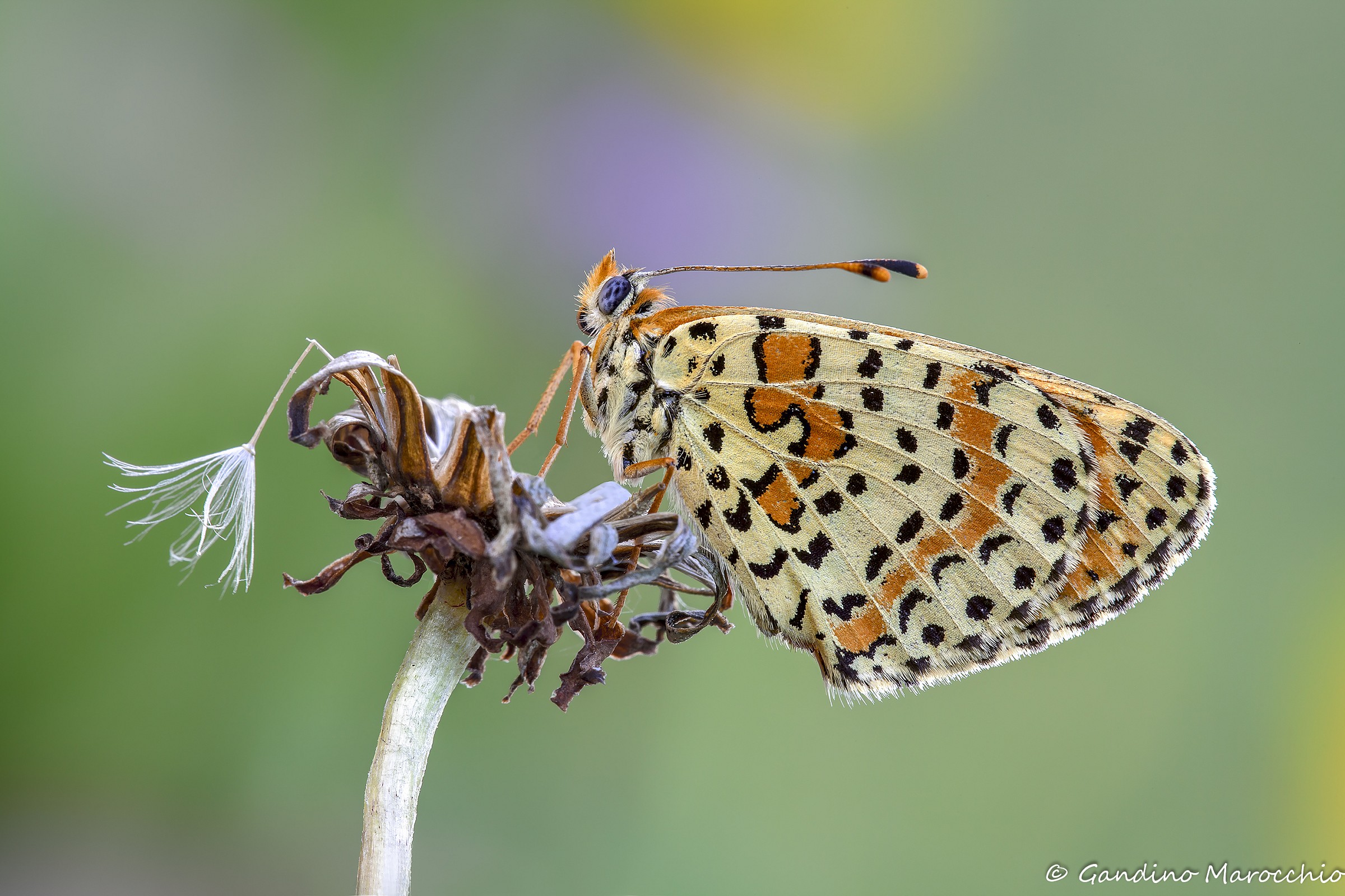 Melitaea Didyma
