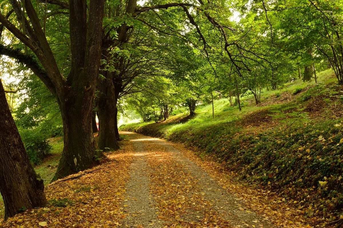 Tree-lined street