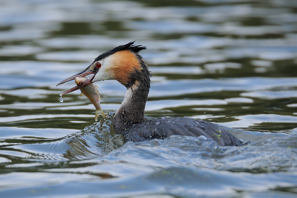 Great Crested Grebe (Podiceps cristatus) with prey.