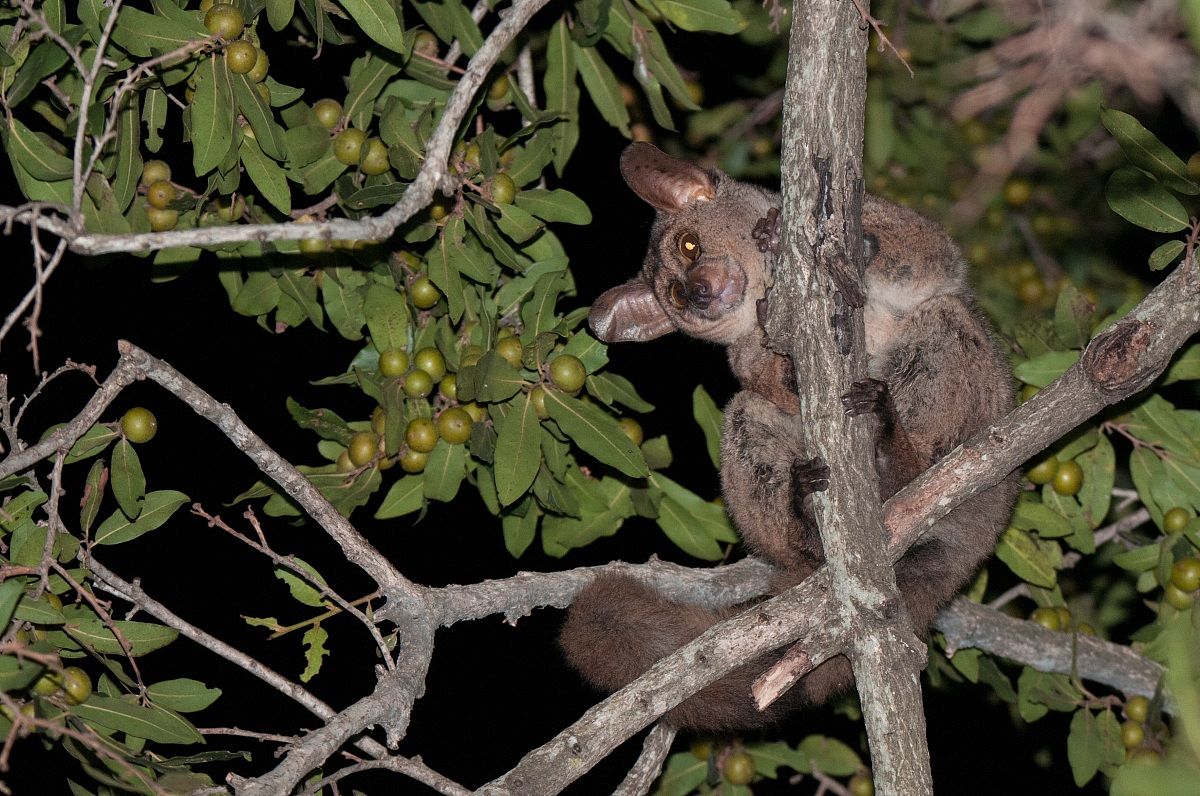 Bushbaby