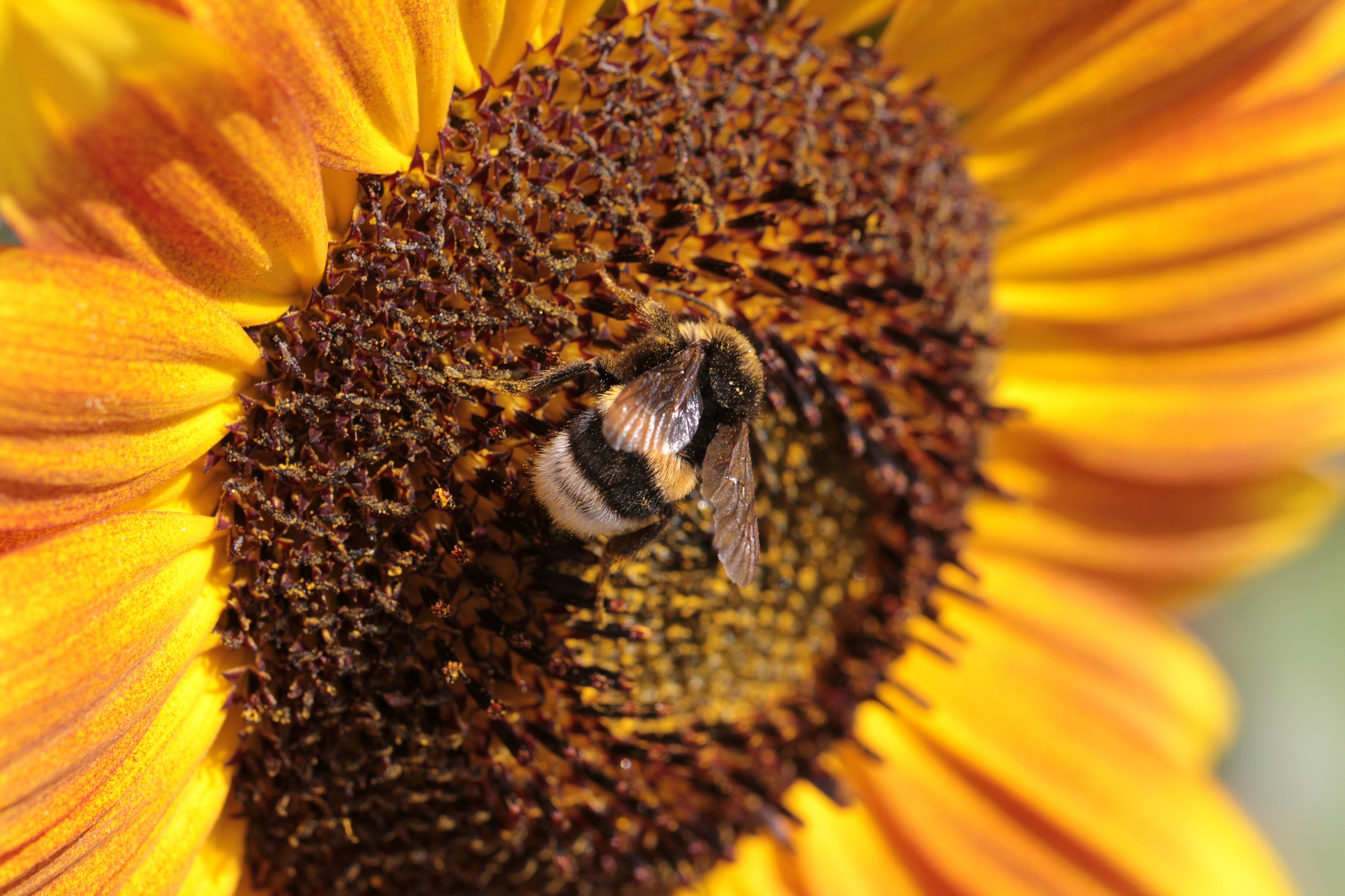 Pranzettino on sunflower