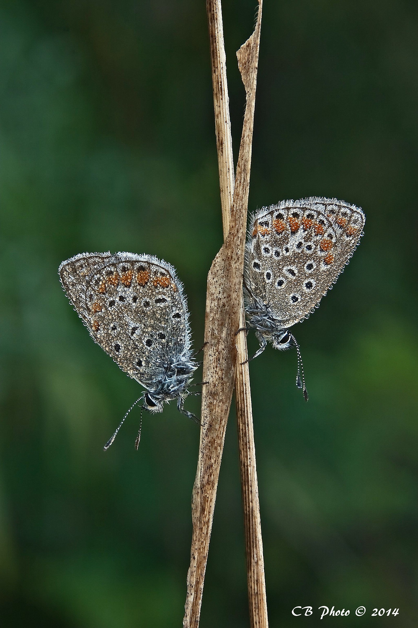 Polyommatus icarus