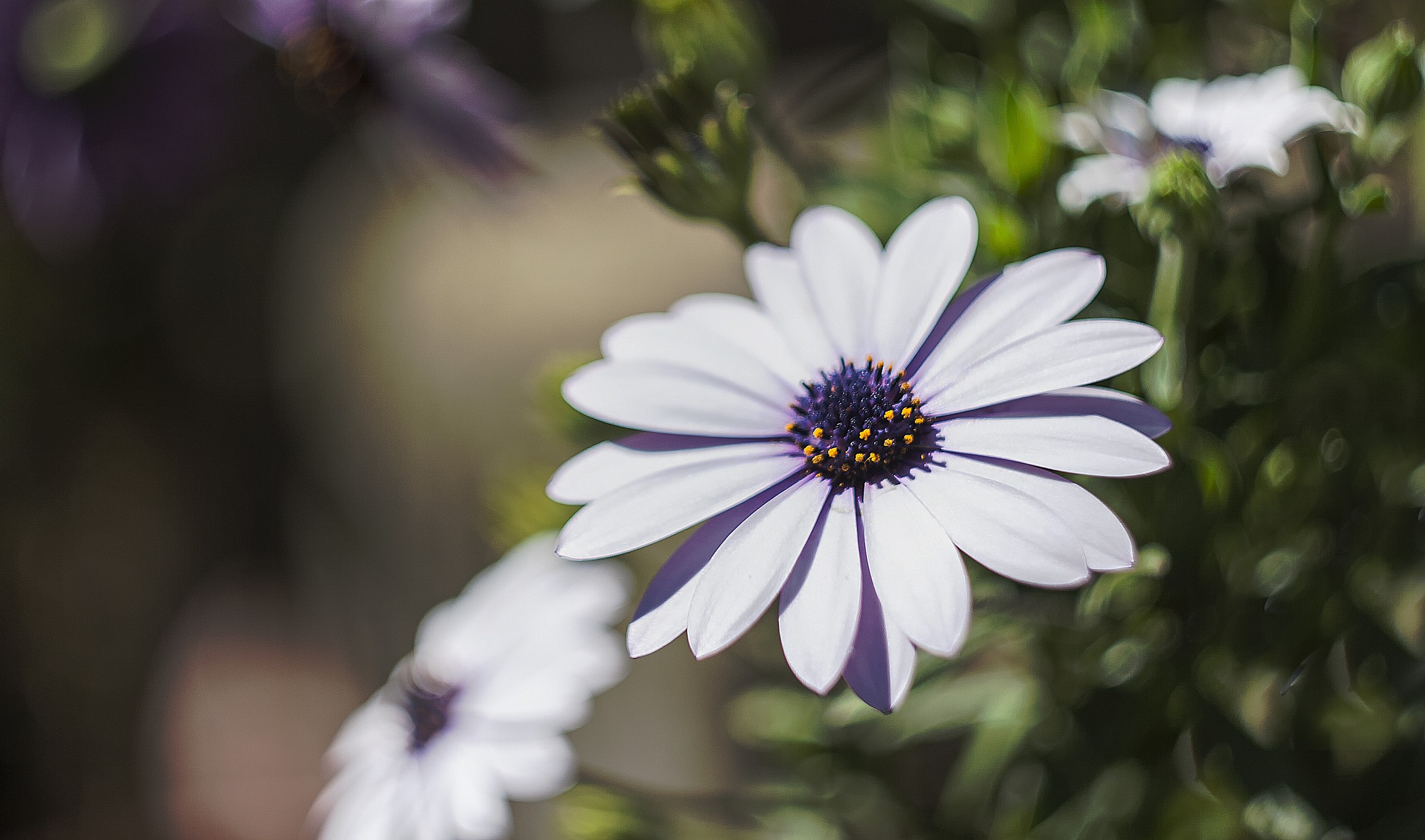 Vintage - Helios 44m f:2