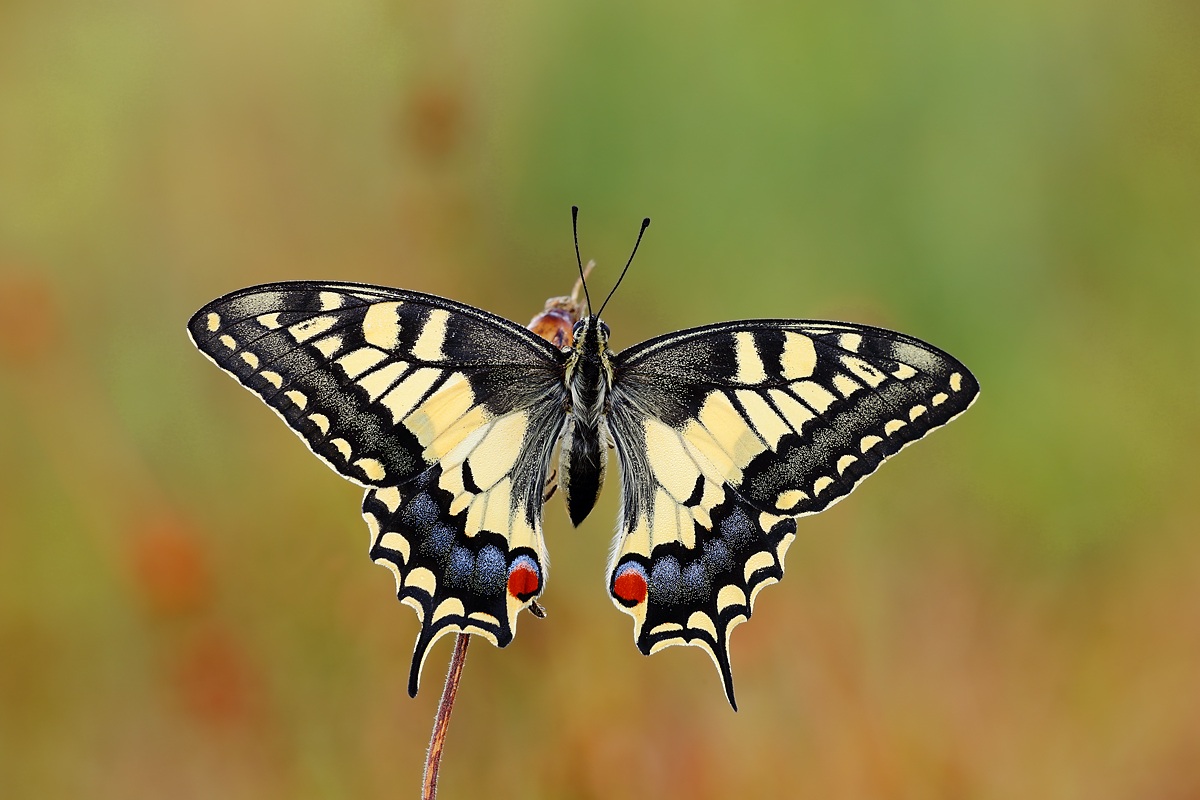 Papilio machaon