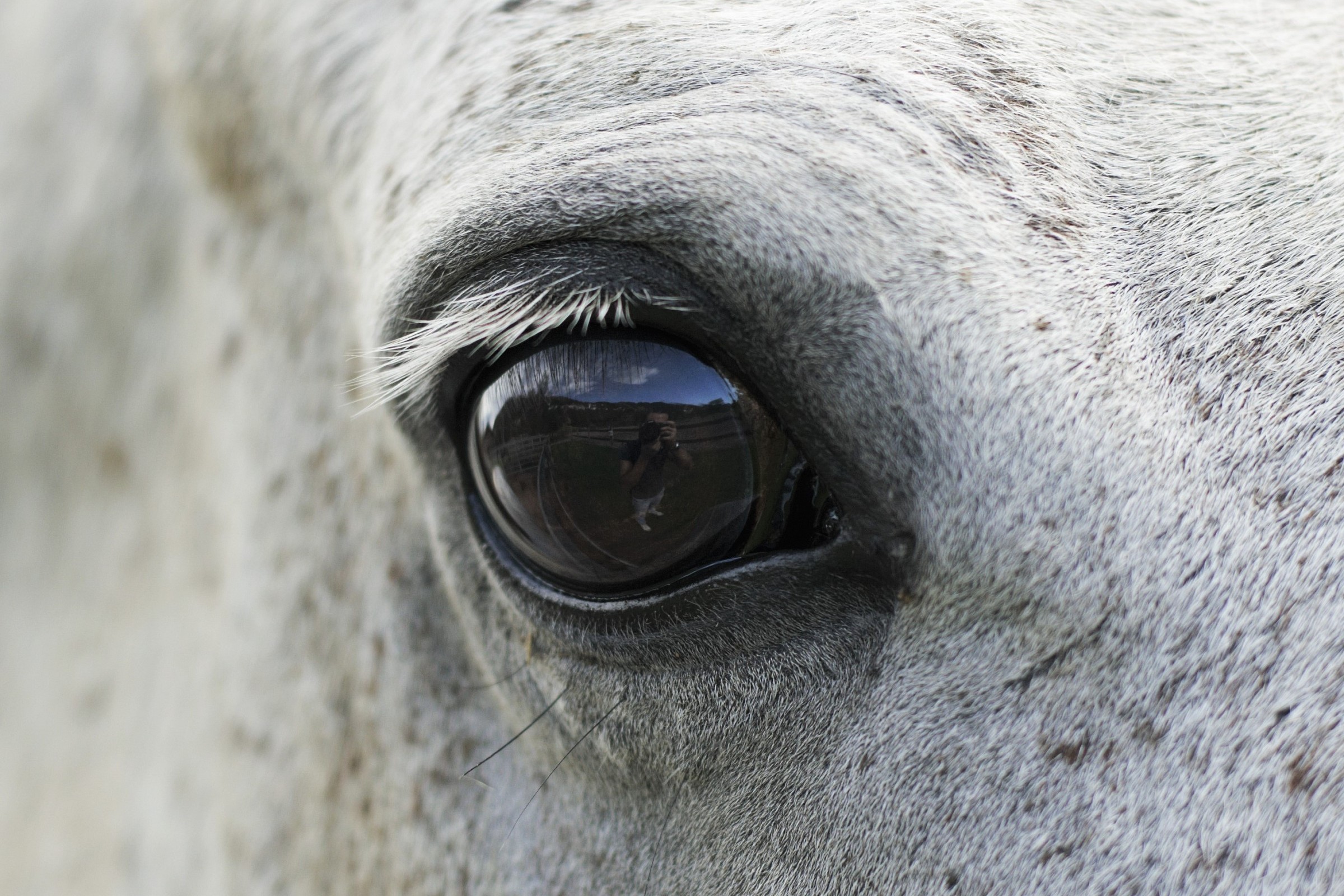 nello specchio dell'anima c'è 1 bestia pi&ugr...
