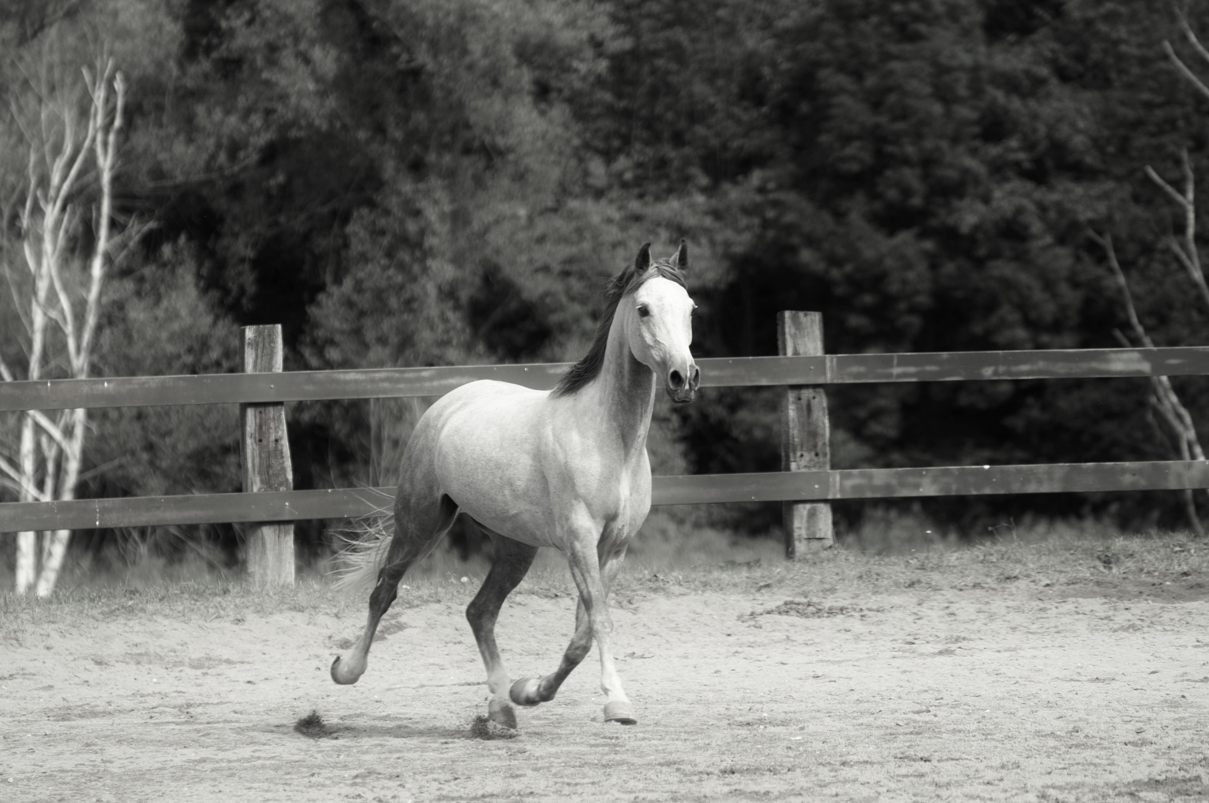 l'eleganza di un' Araba