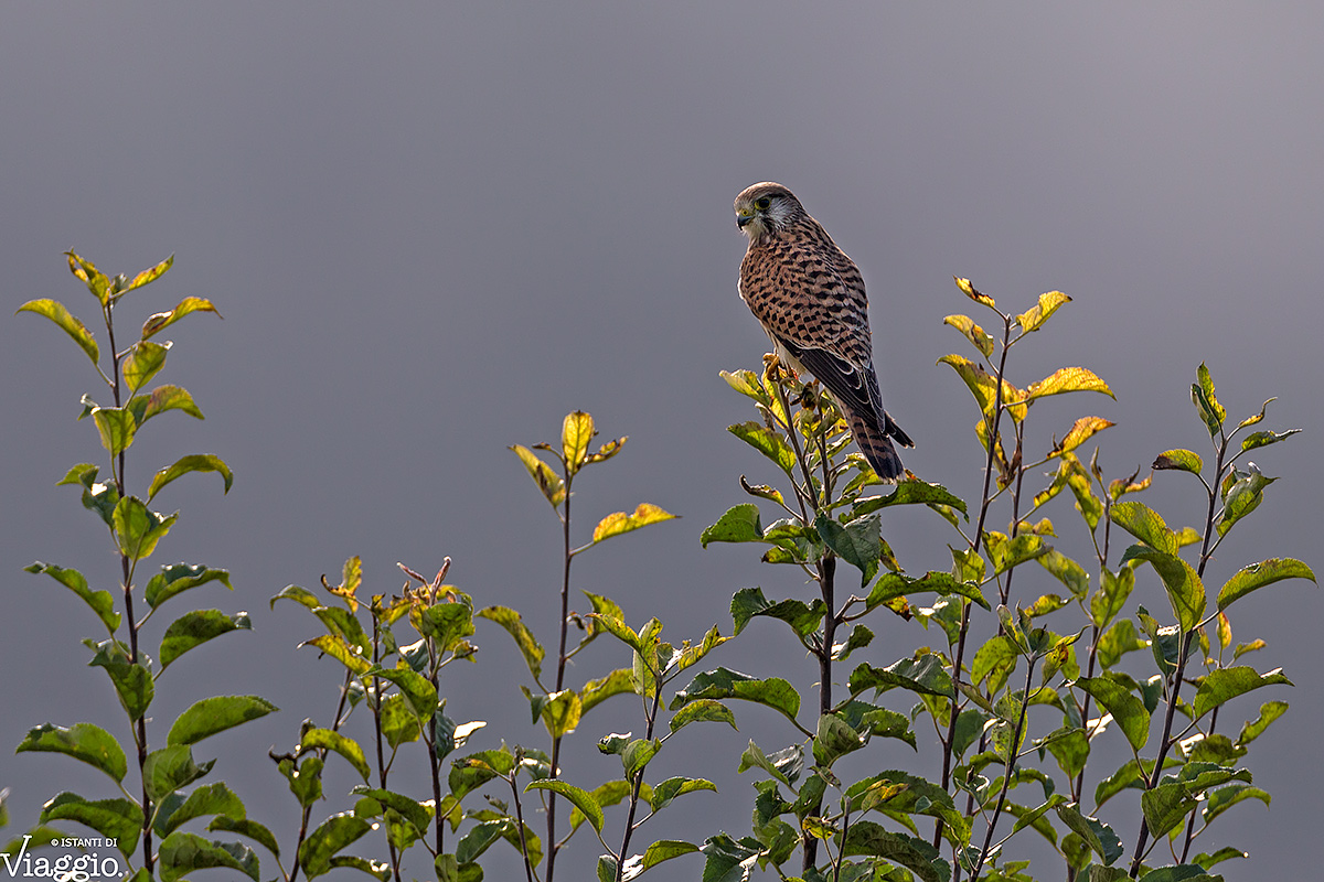Kestrel