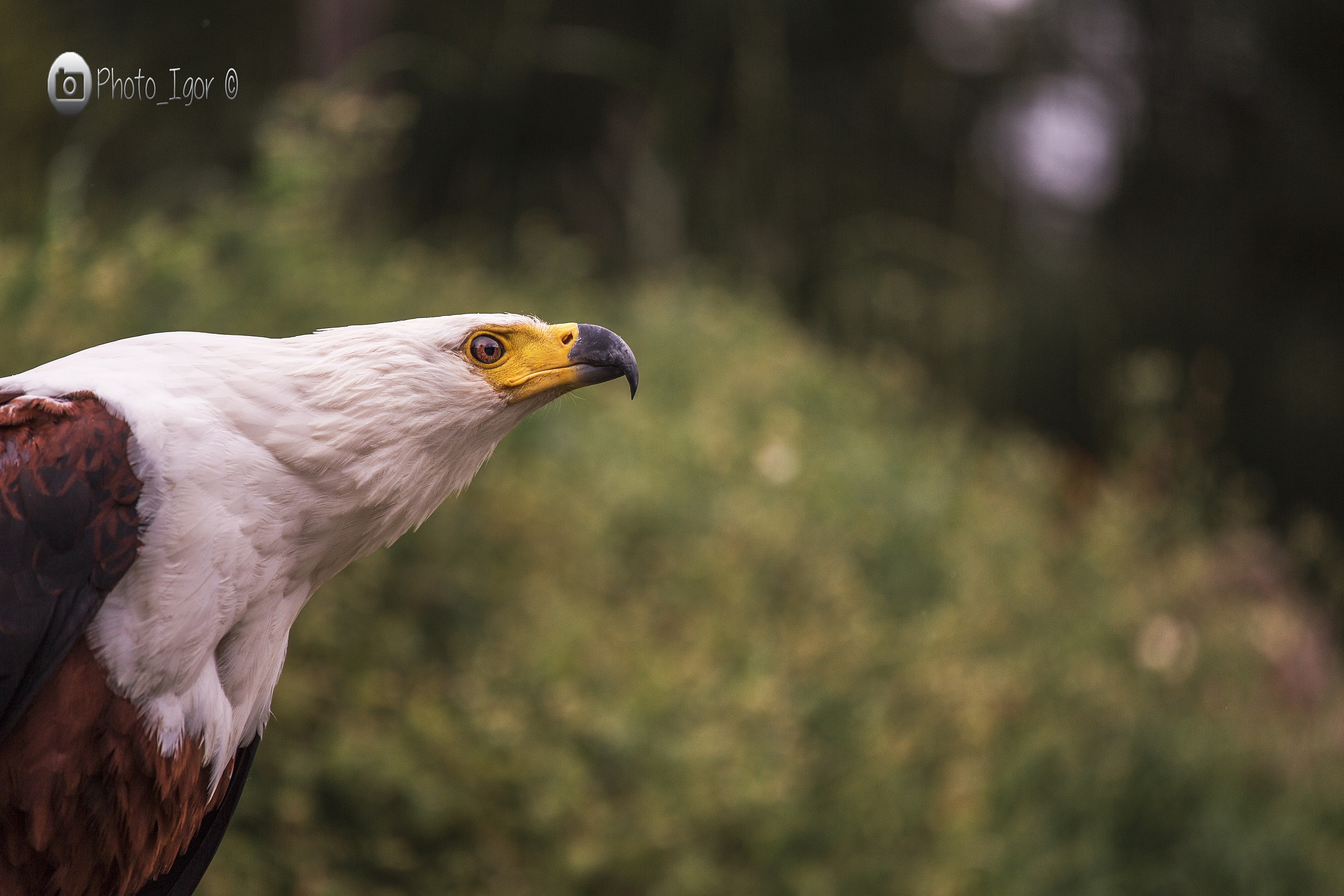 Aquila dalla testa bianca africana