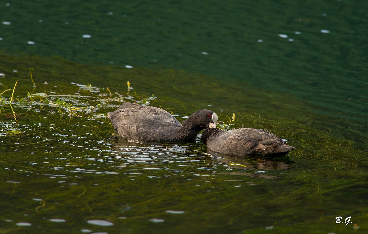 Coot and the cleaners in the early morning to the small