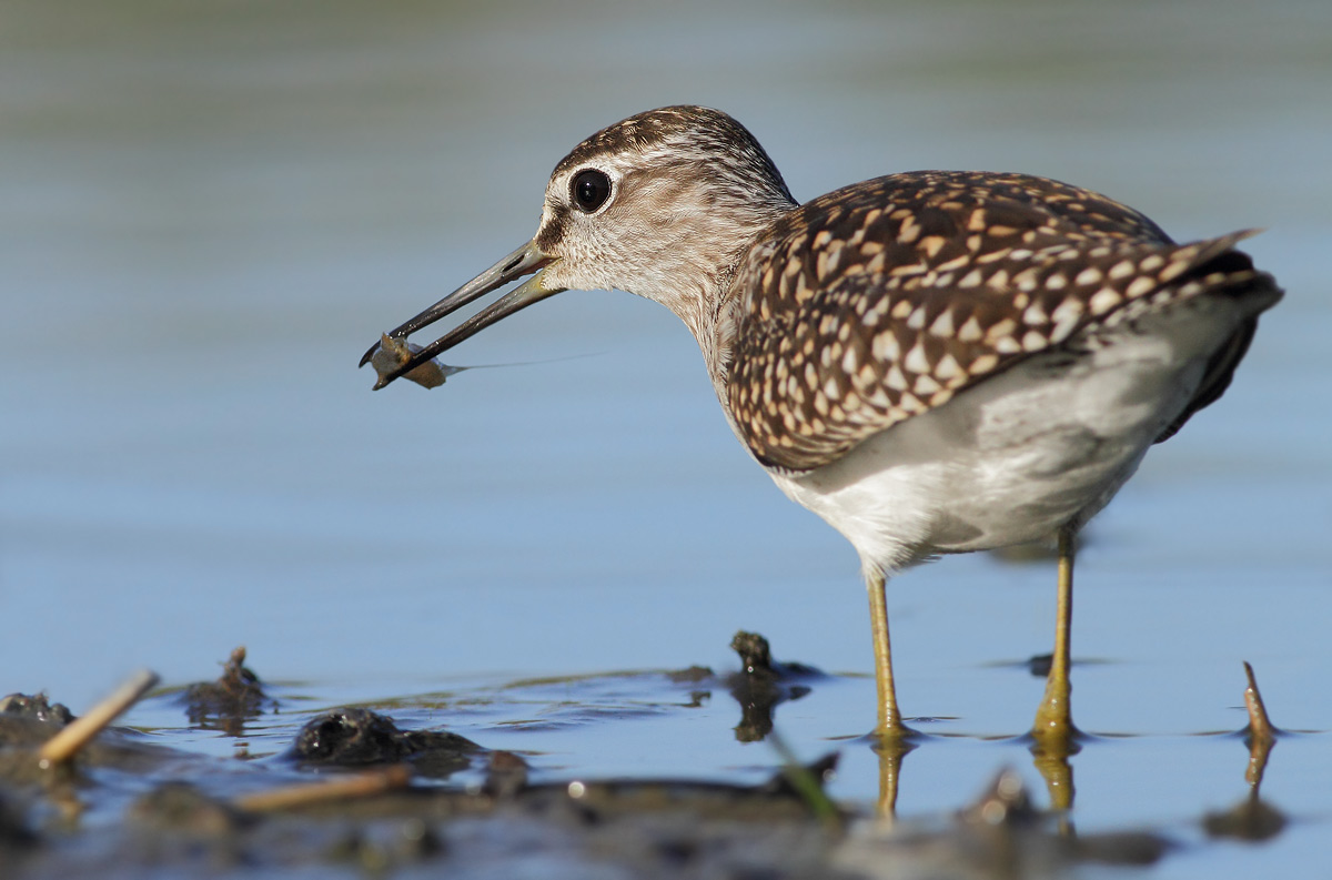 PP boschereccio and shrimp