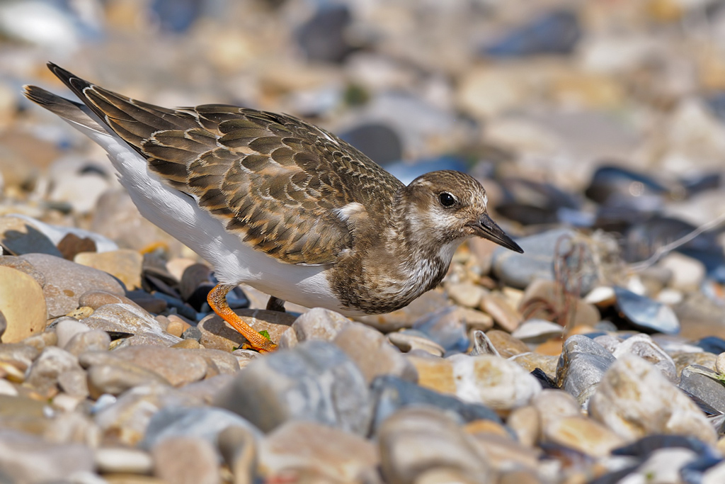 Voltapietre - Arenaria interpres