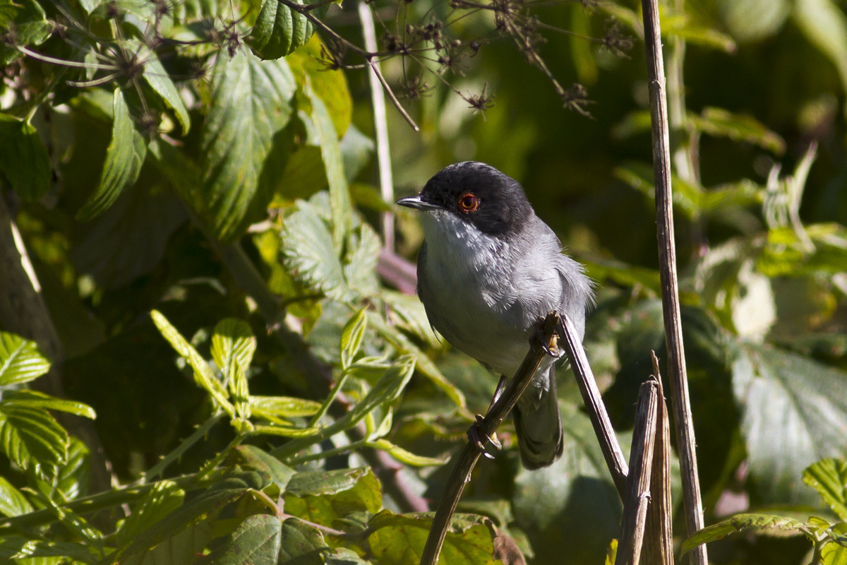 Occhiocotto all'alba