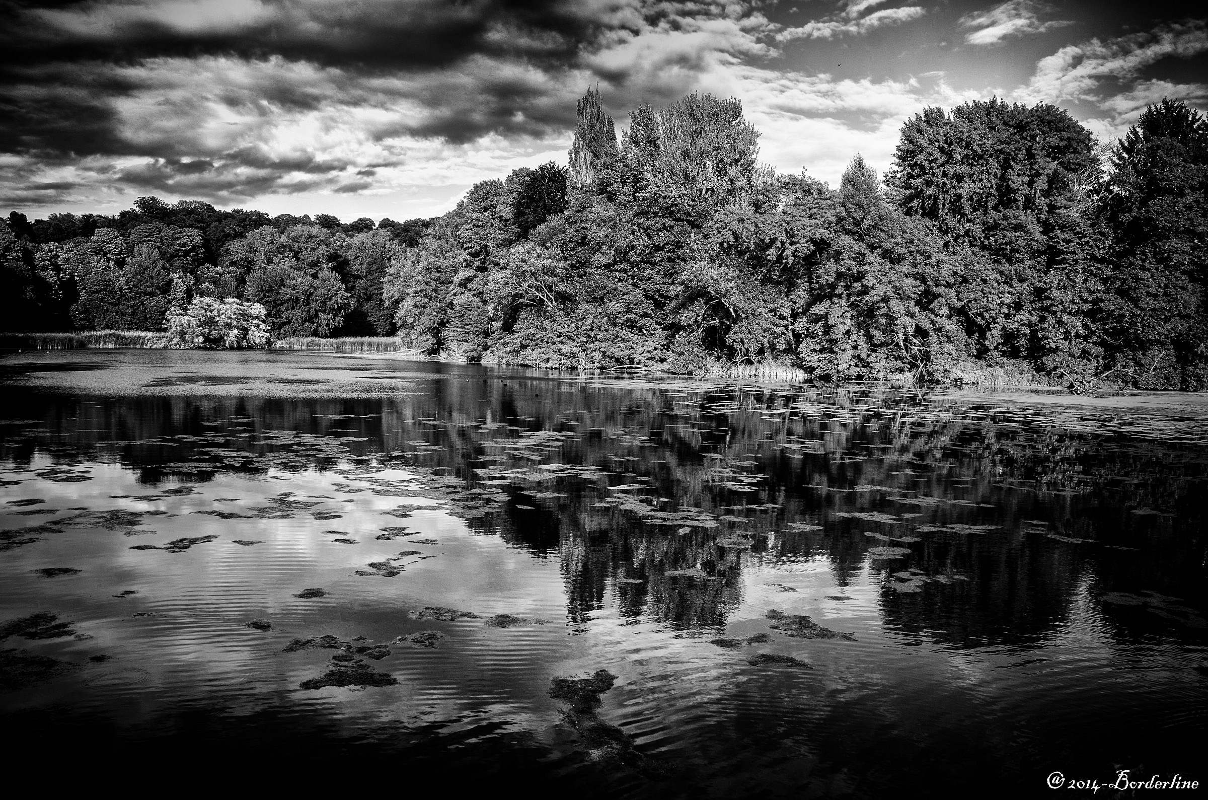 Riflessione. Foret de Soignes