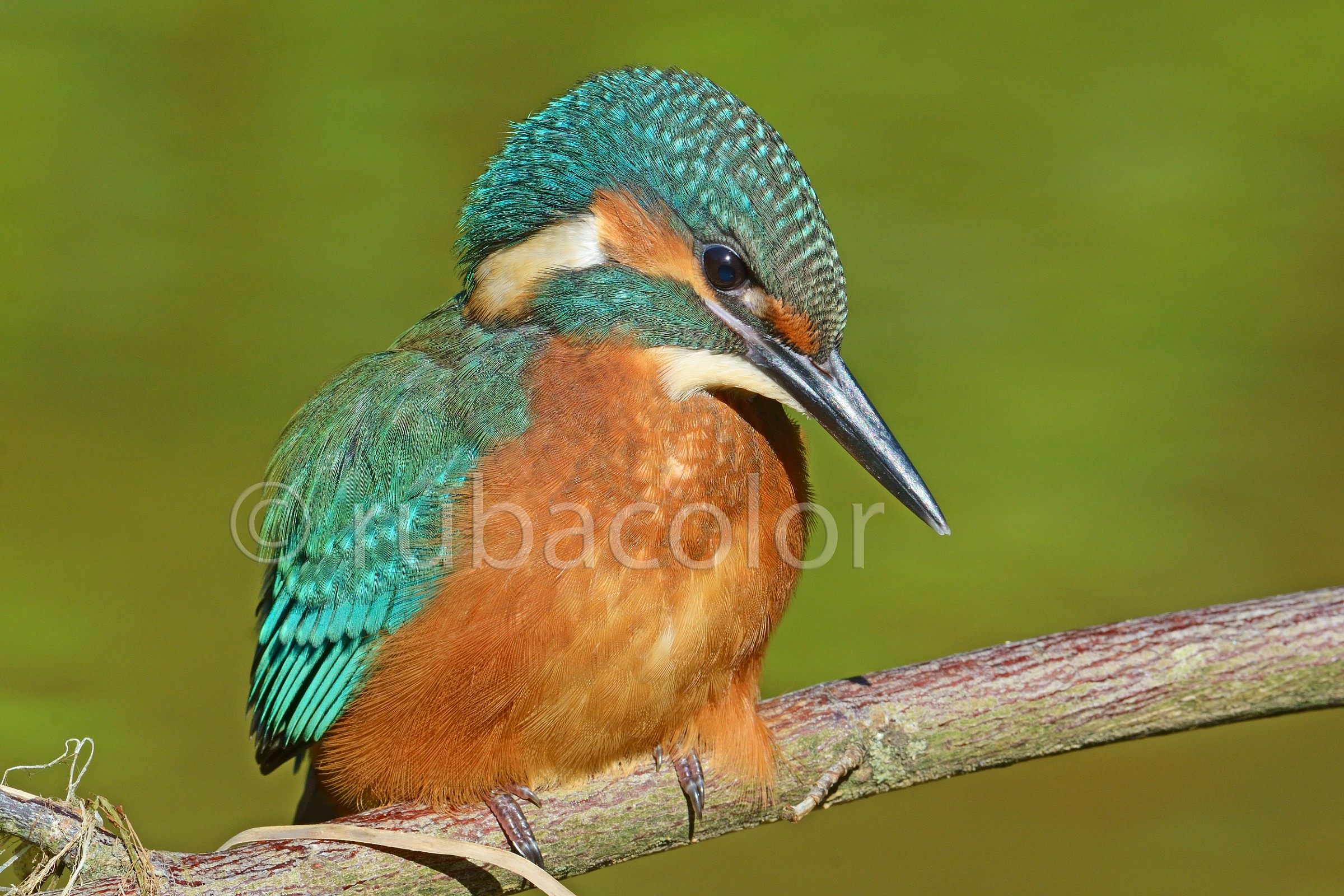 Il mio caleidoscopio vivente