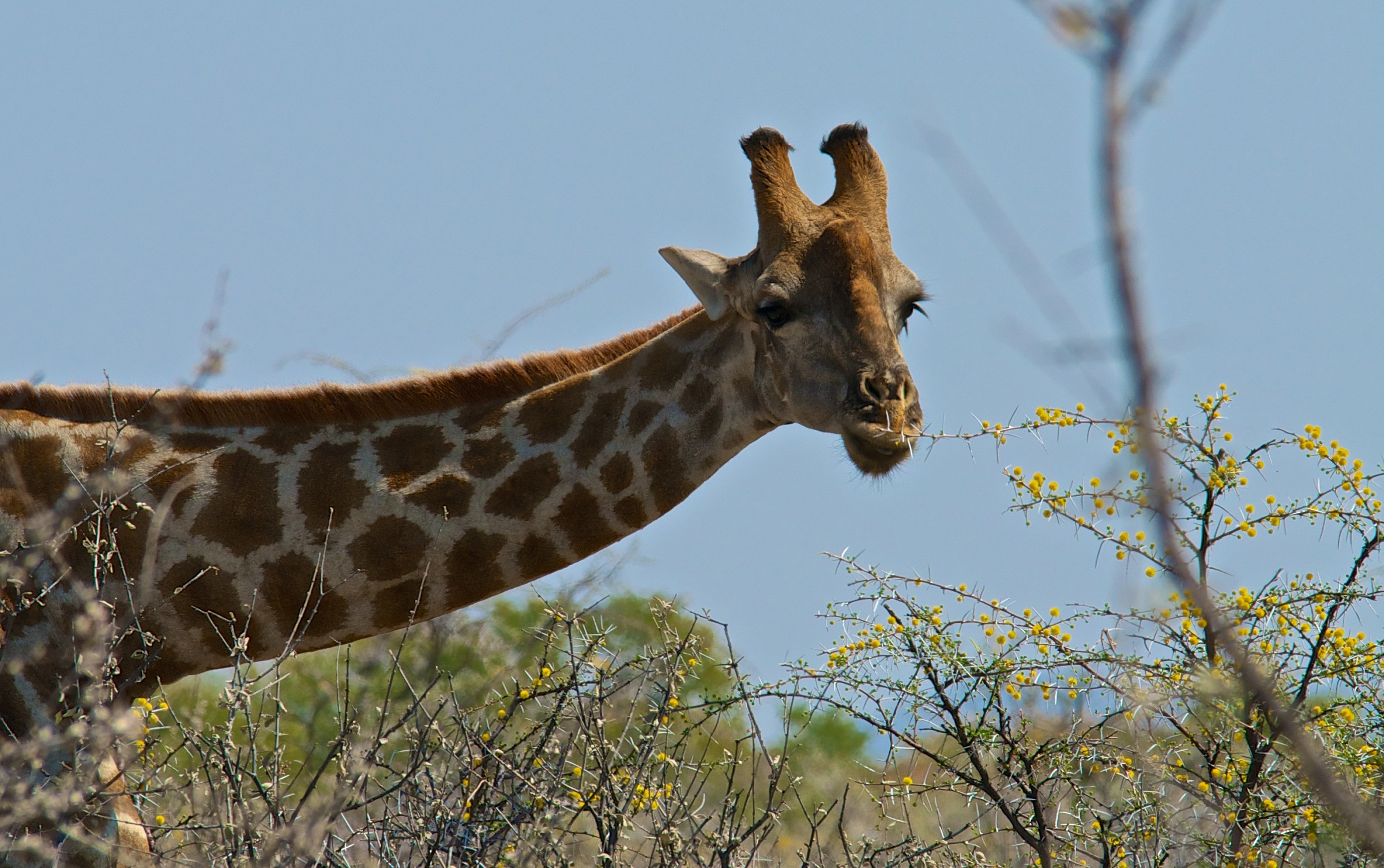 giraffe