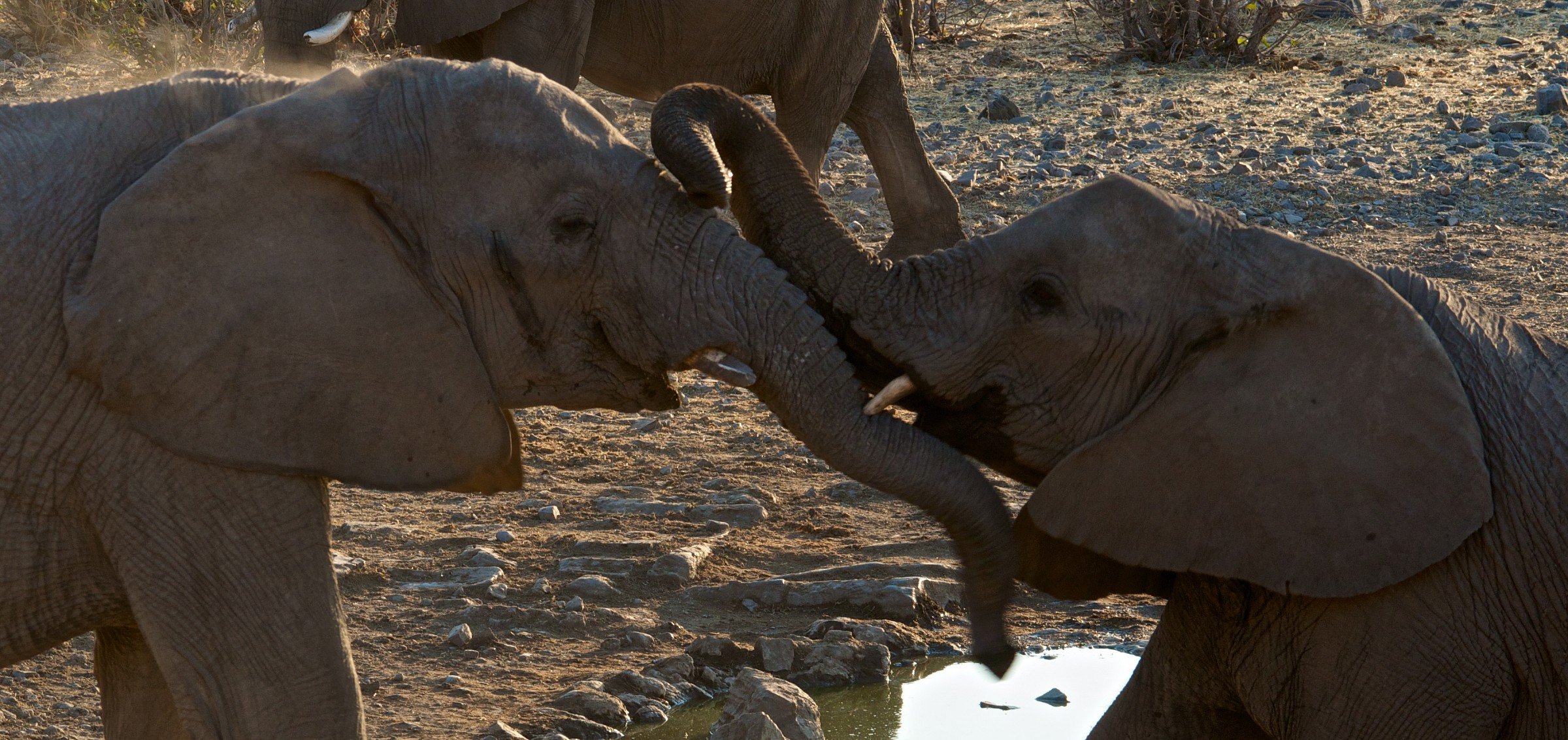 Elephants at the pool
