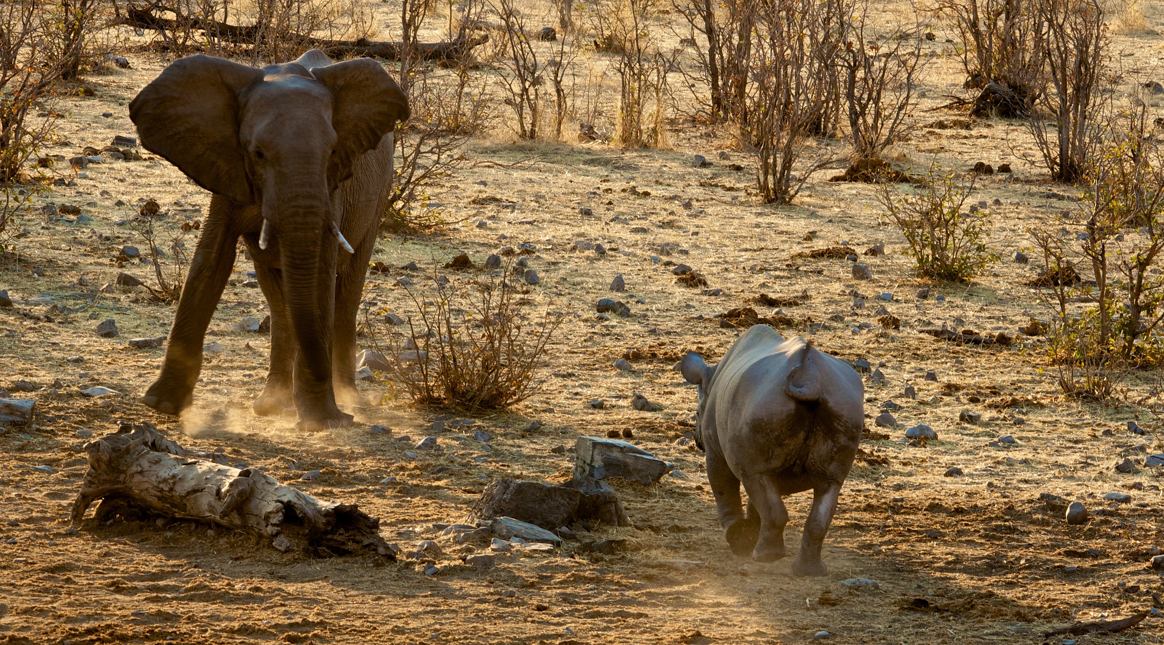 elephant vs rhino