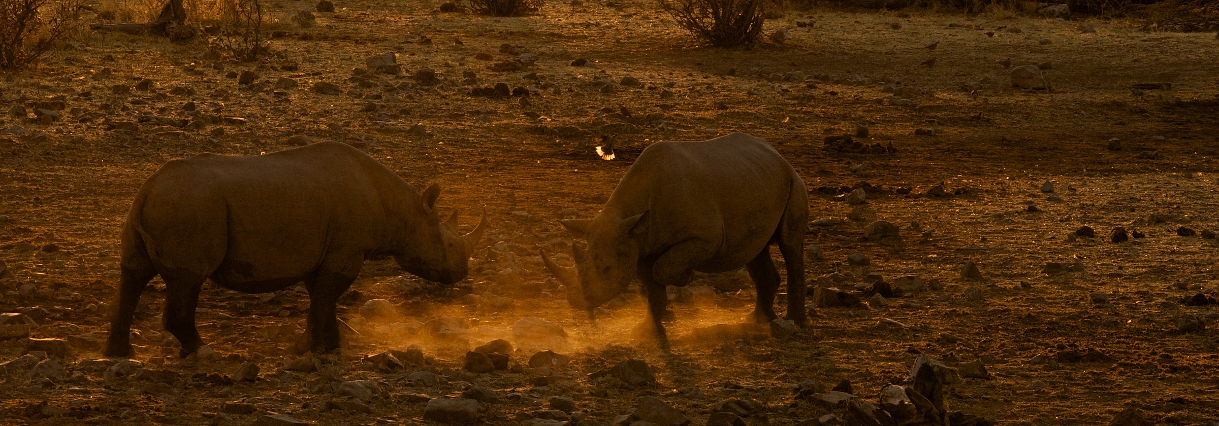 rhino at sunset