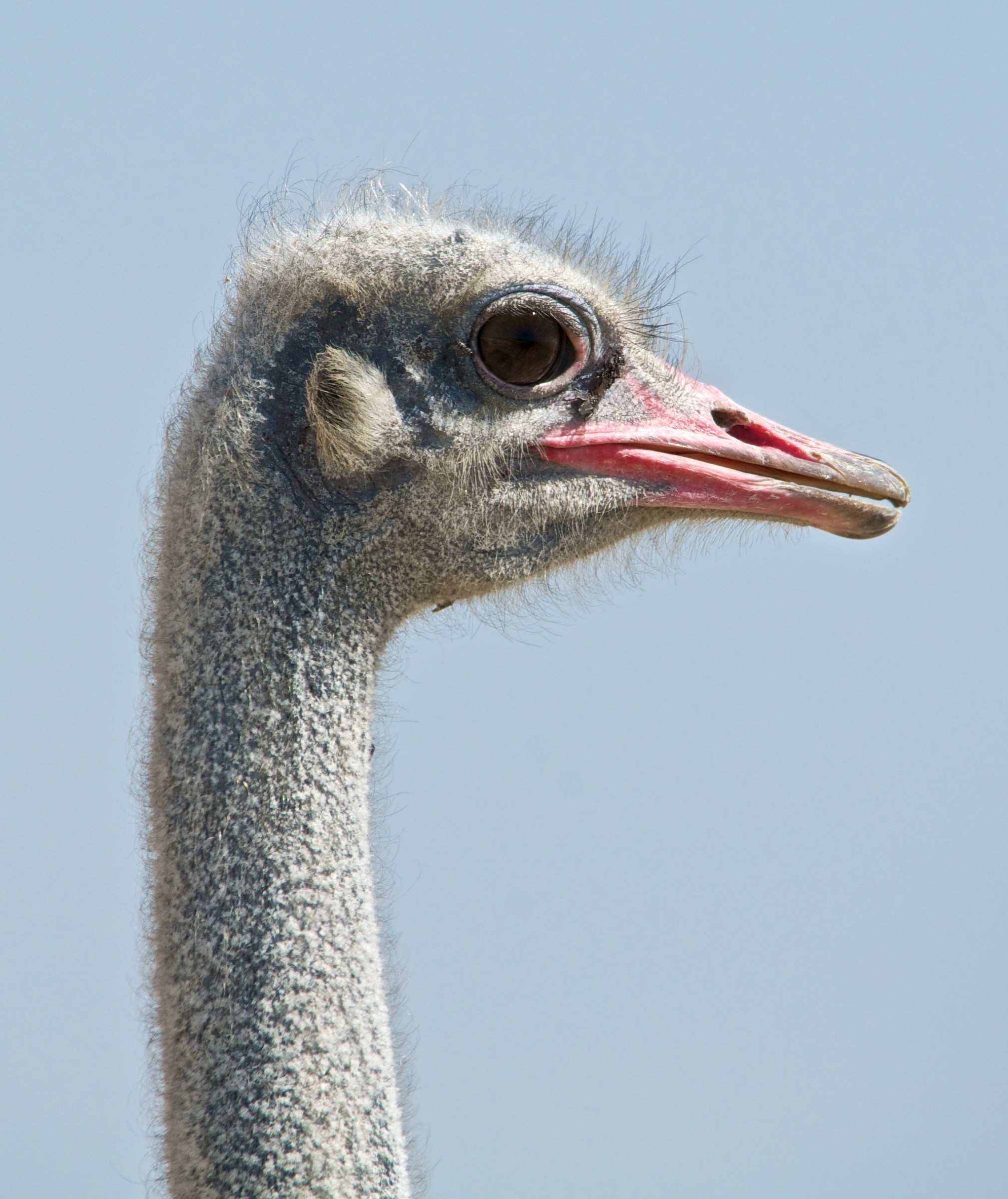 ostrich