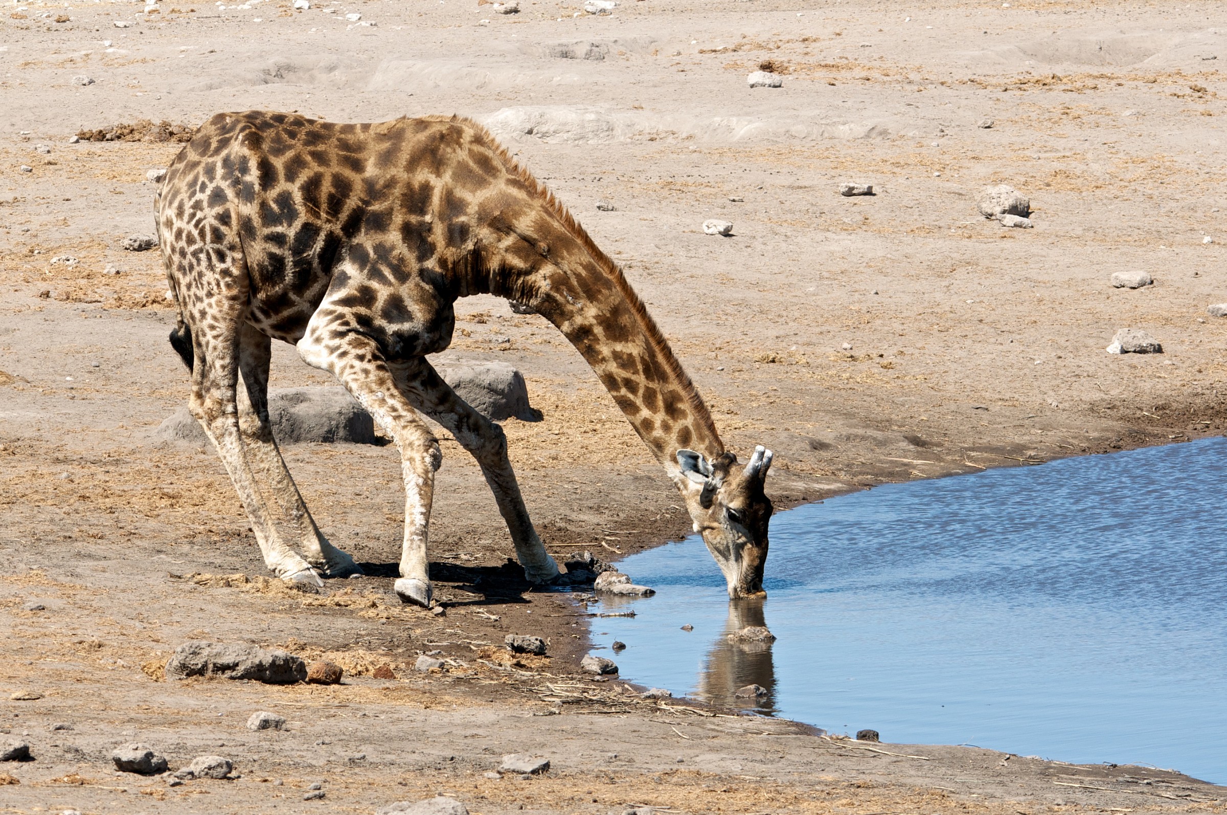 the hard life of the high ...