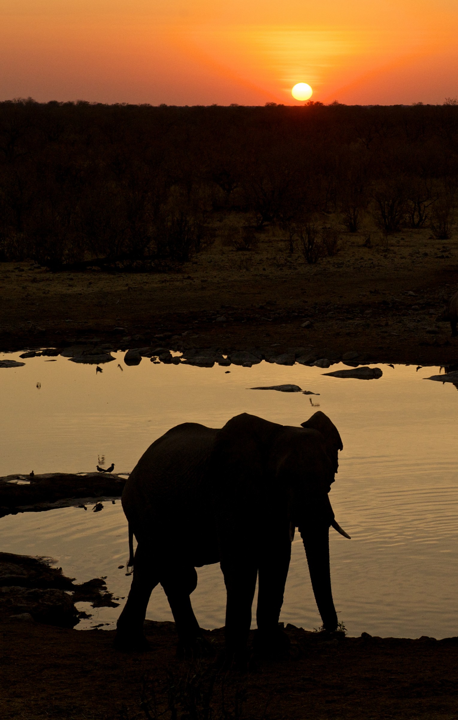 elephant at sunset