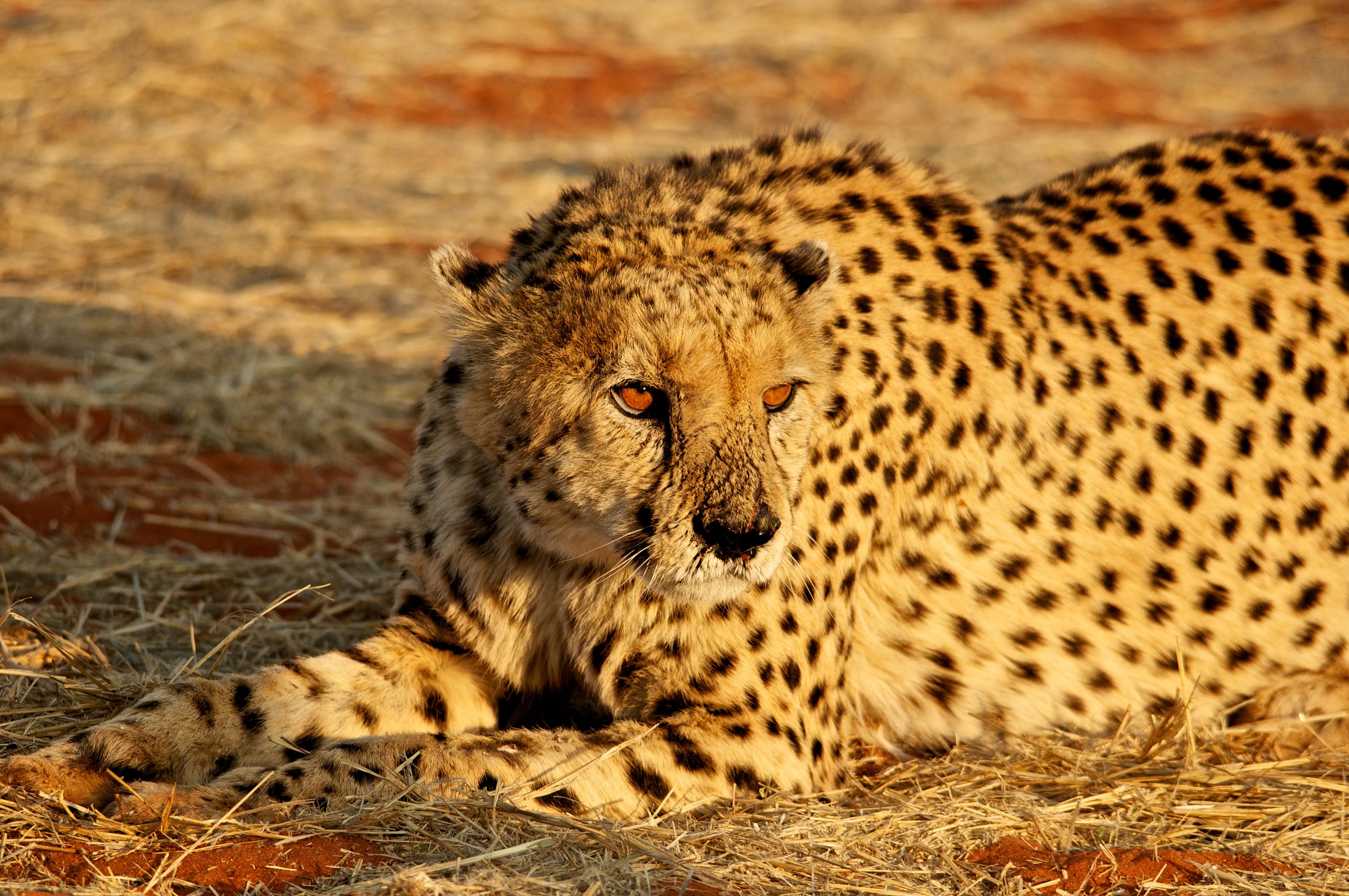 cheetah