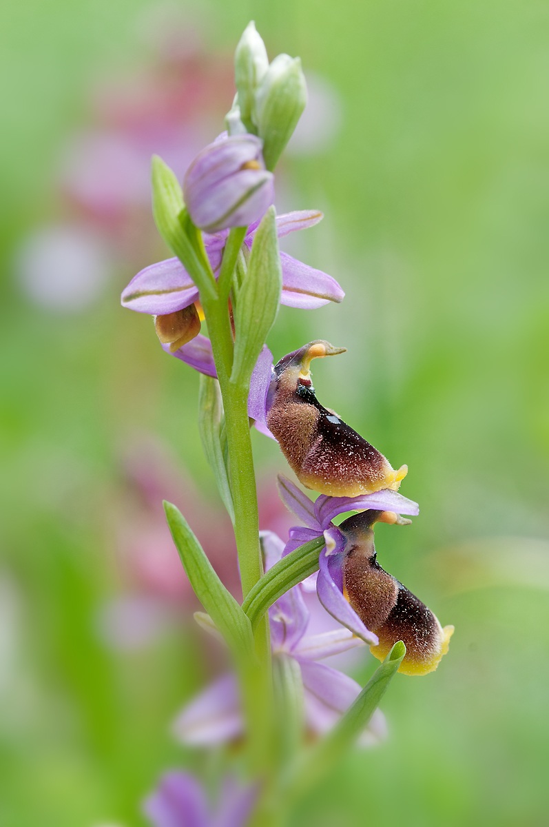 Ophrys lunulata