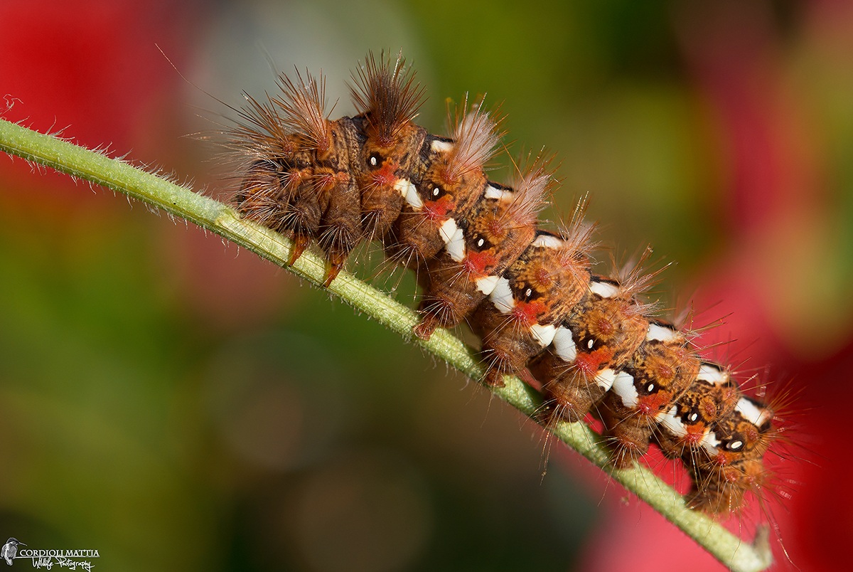 The spines of the caterpillar ....