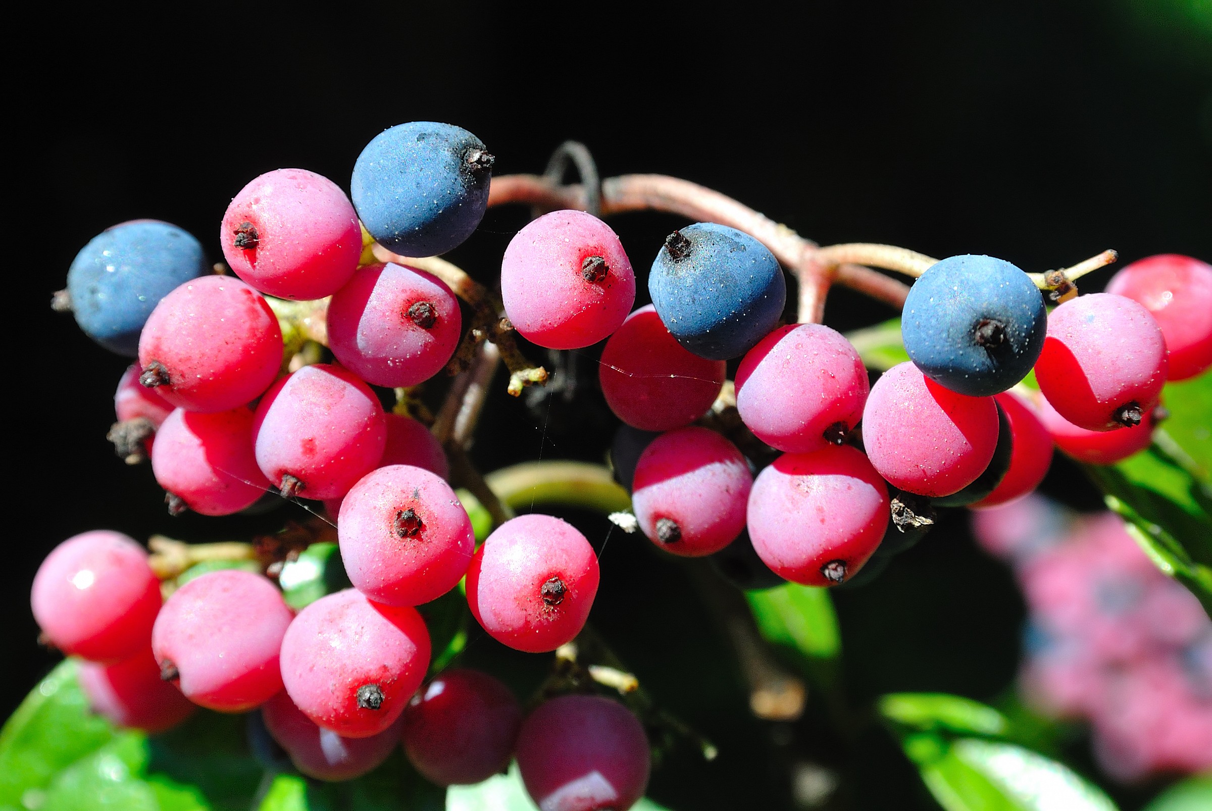 Berries of ornamental plant