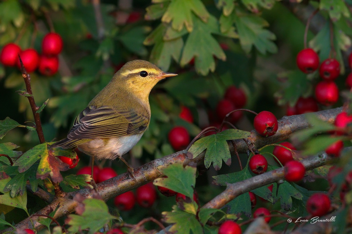 Wood Warbler
