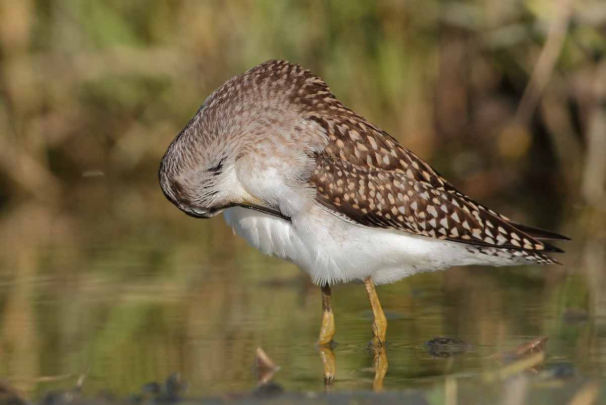 sandpipers boschereccio