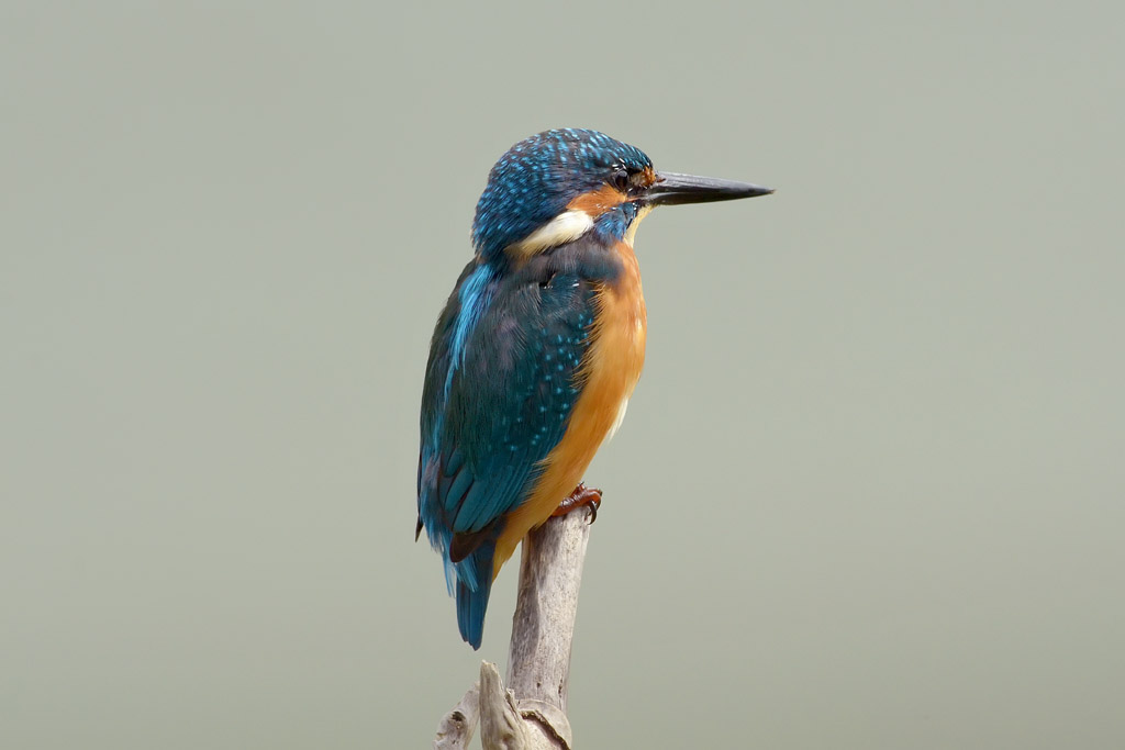 Kingfisher