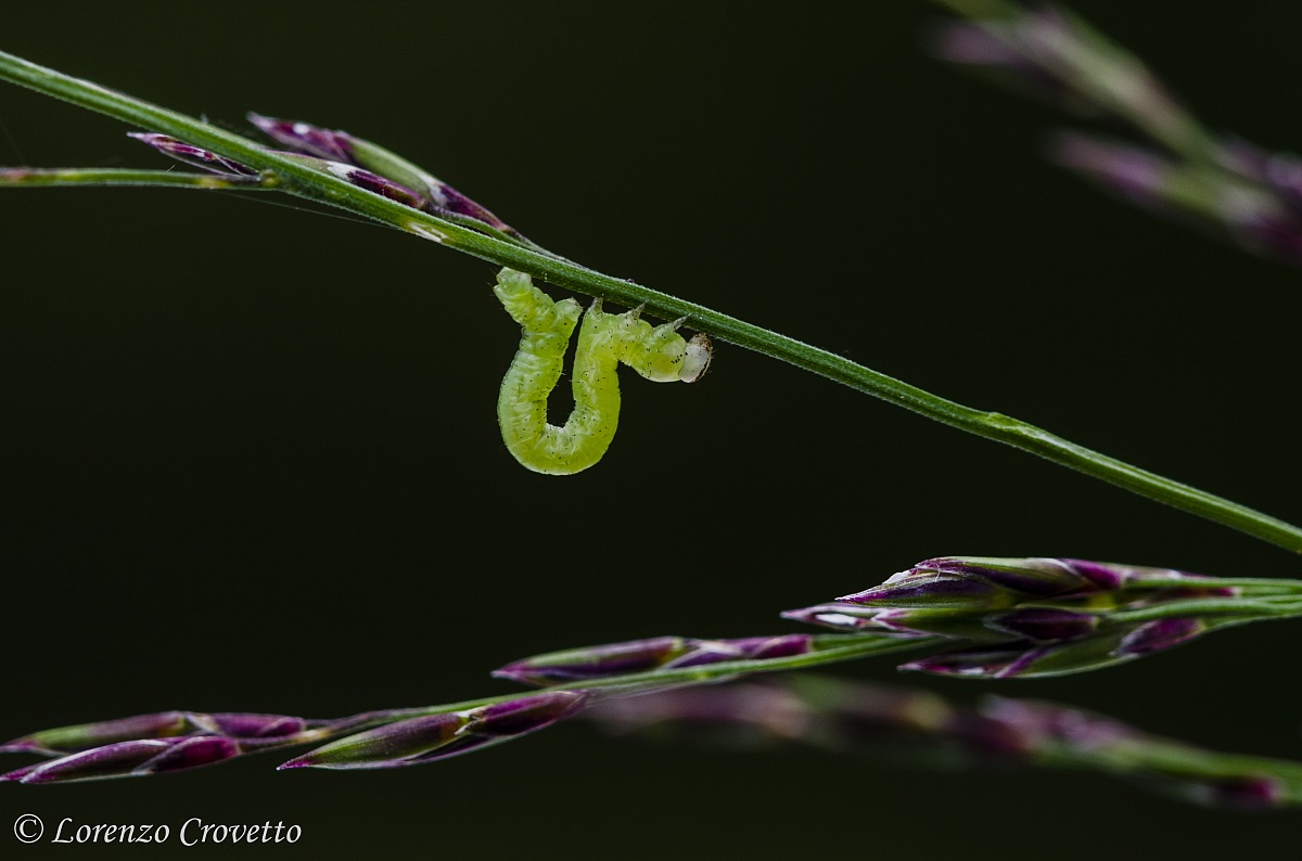 Crawling ... to Head Down
