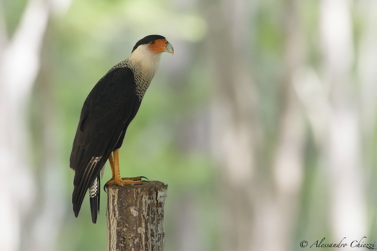 Crested Caracara