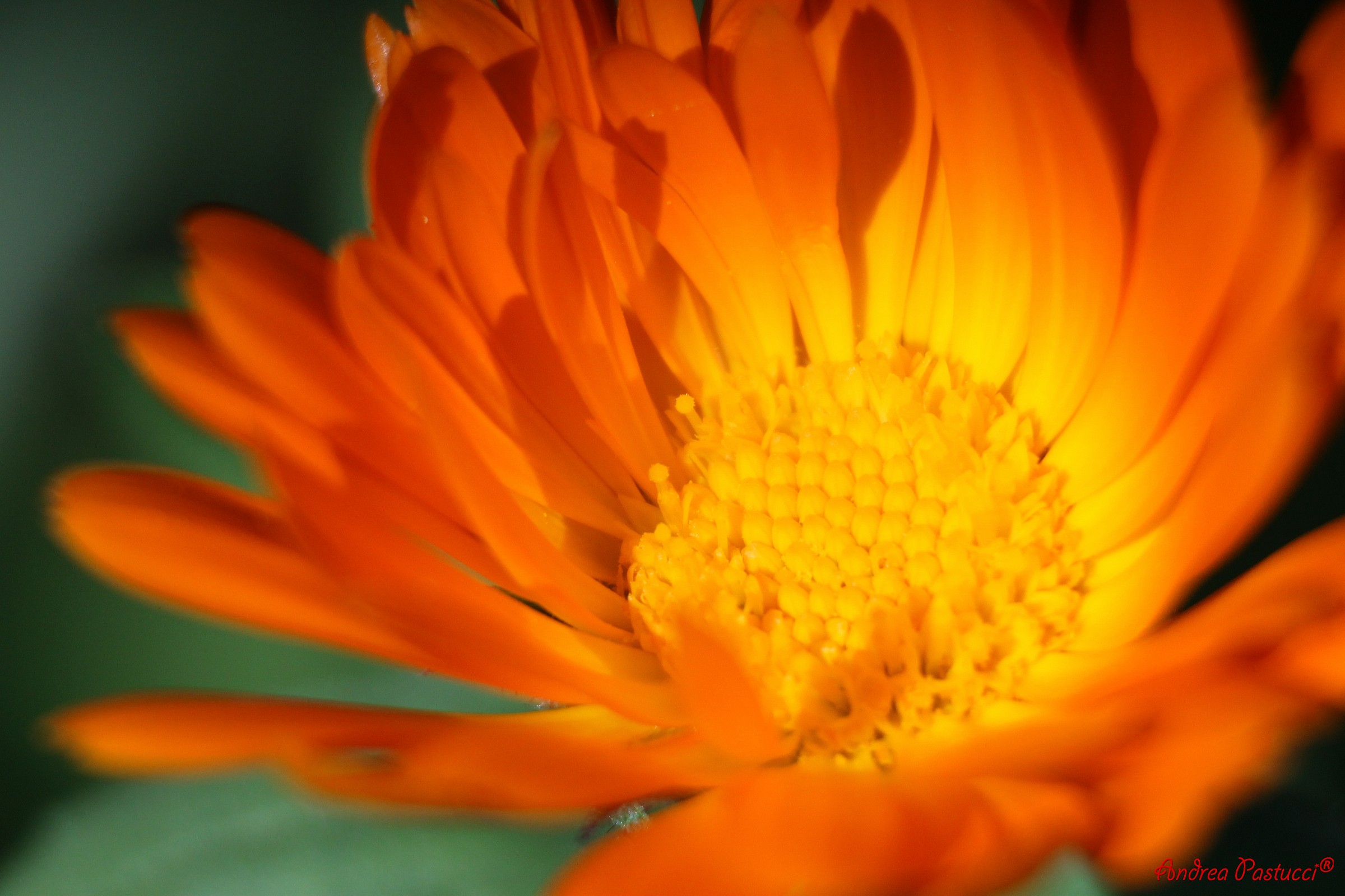 dentro la calendula arancione