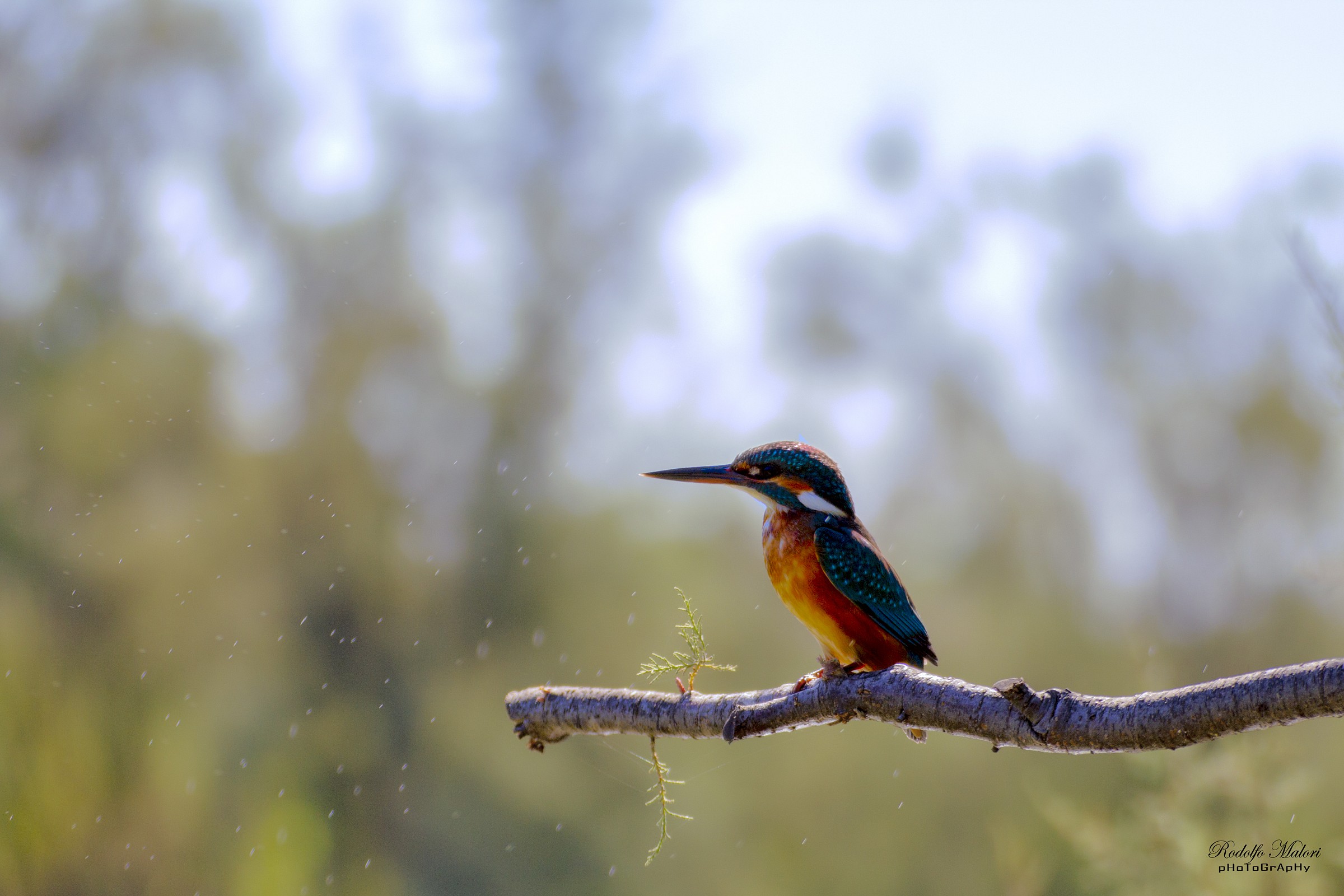 Martino in attesa....