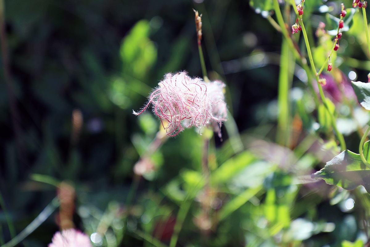 Pennacchio di scheuchzer