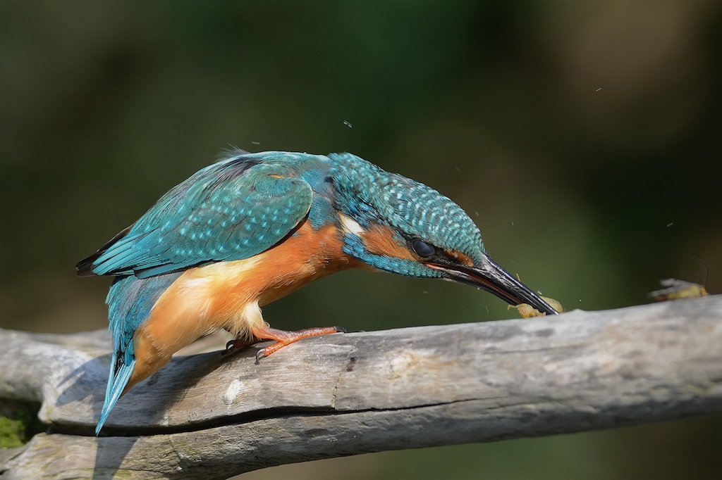 lo spuntino (alcedo atthis)