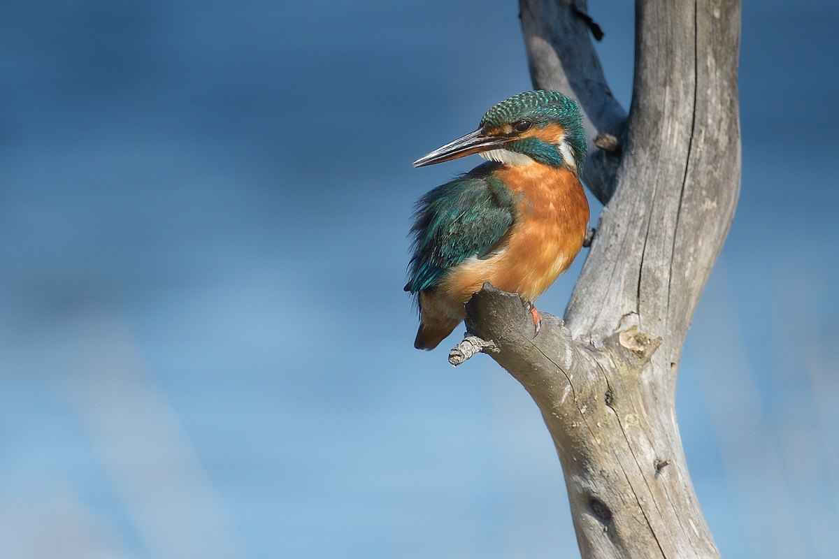 Kingfisher posing