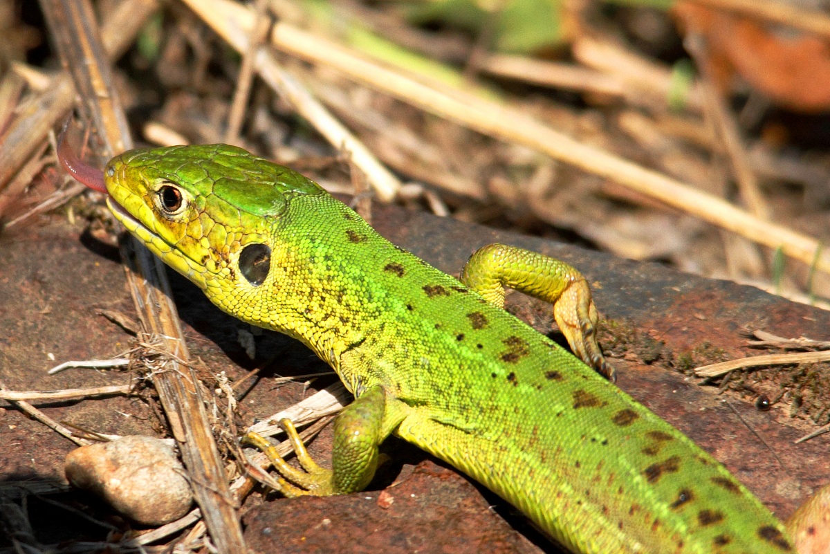 La lingaccia del ramarro
