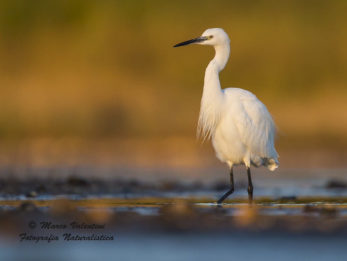 Egret yellow and blue