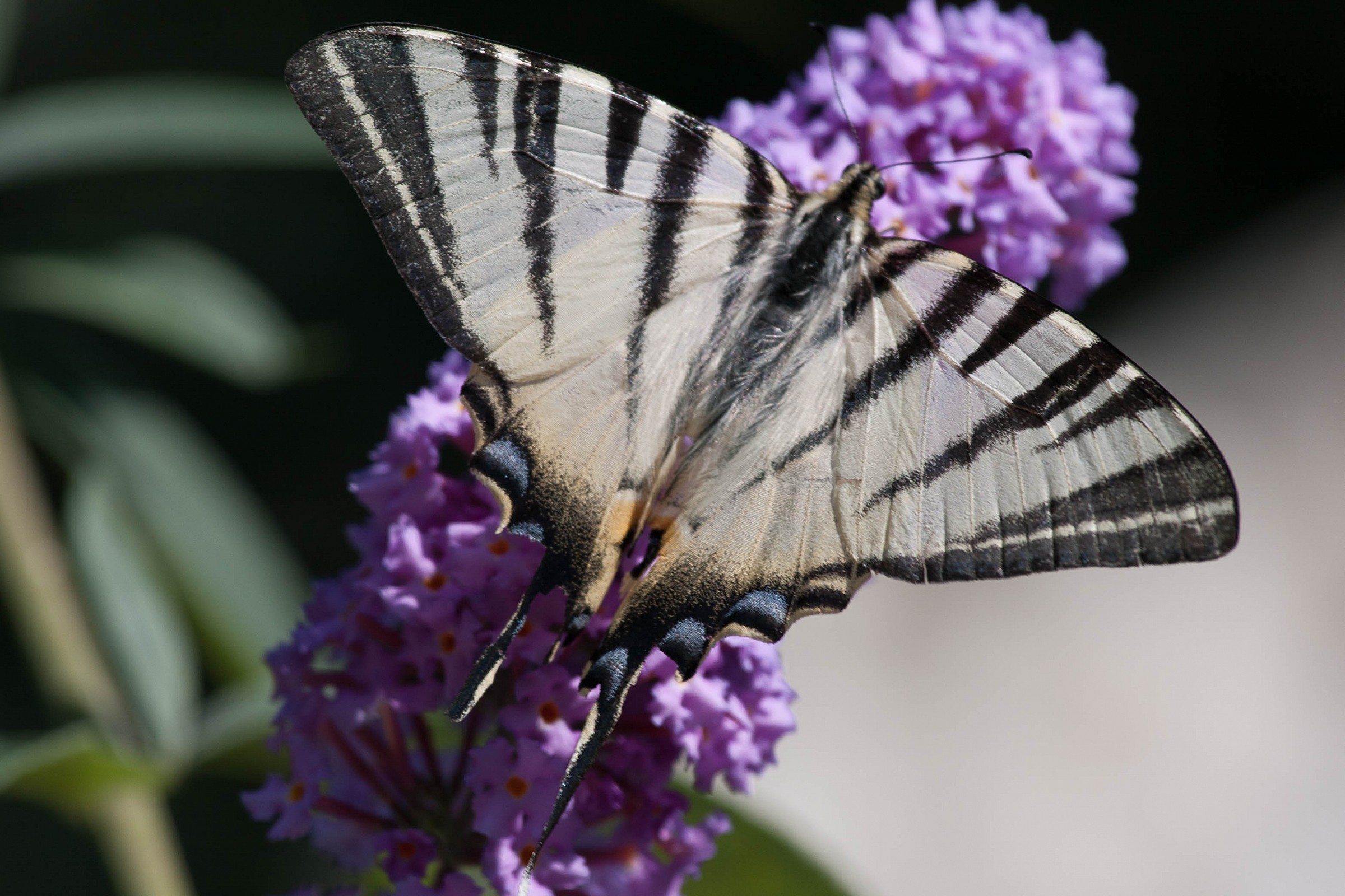 Scarce Swallowtail Original photo