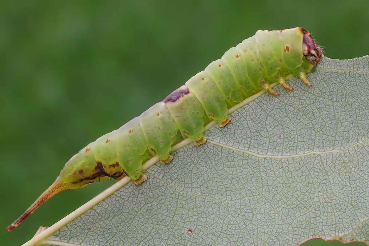caterpillar constantino