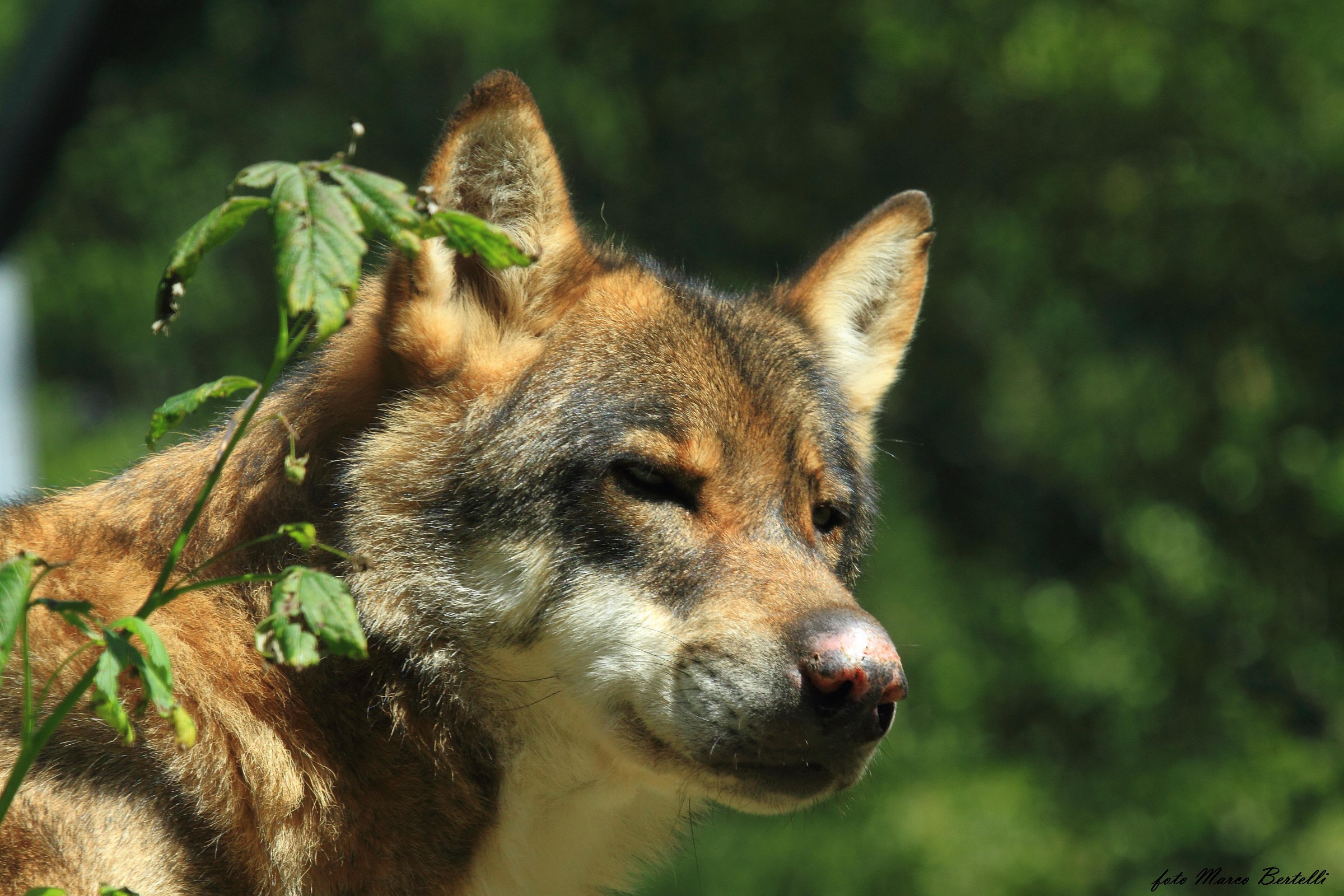 lupo europeo 2, ambiente controllato