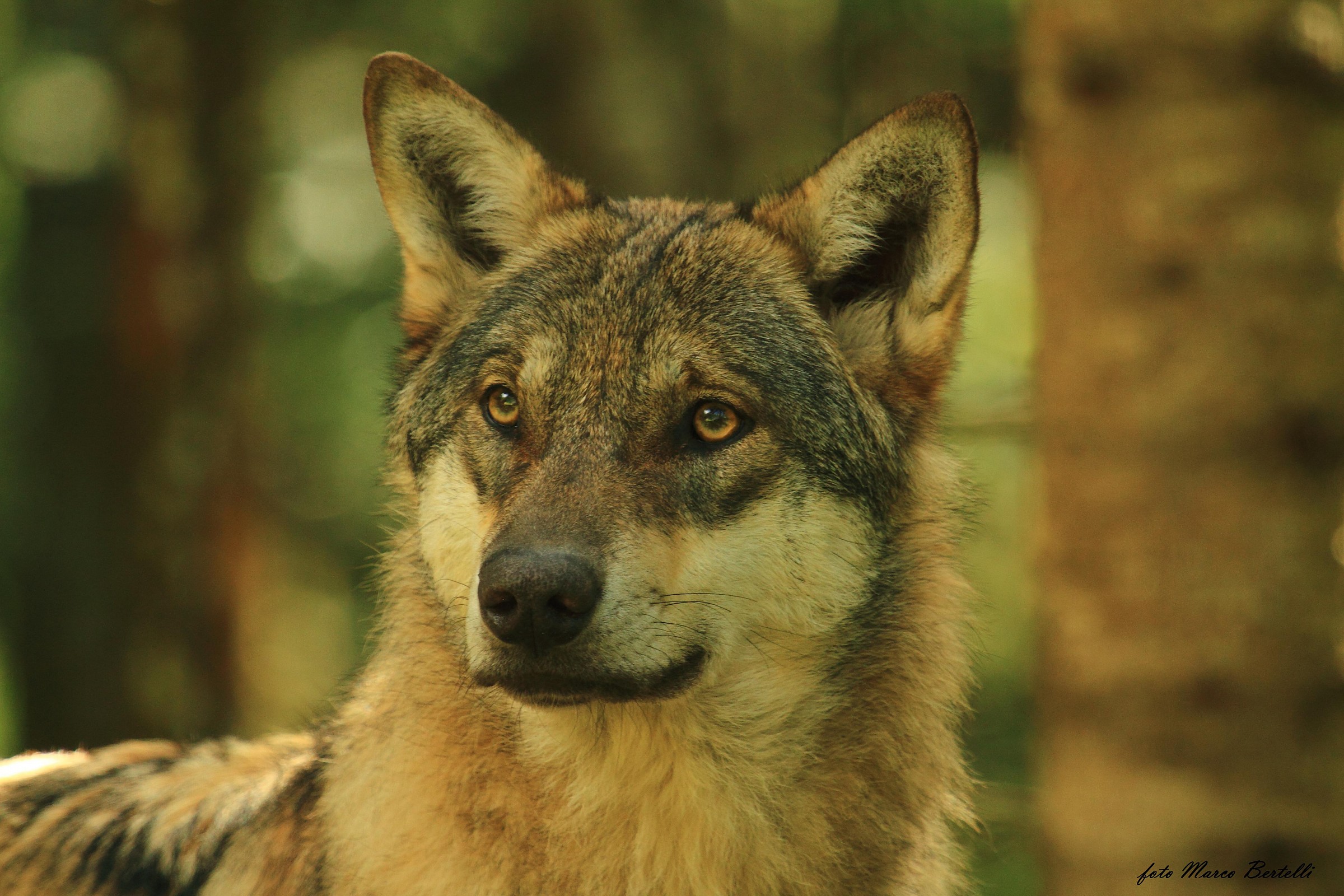 lupo europeo 3, ambiente controllato