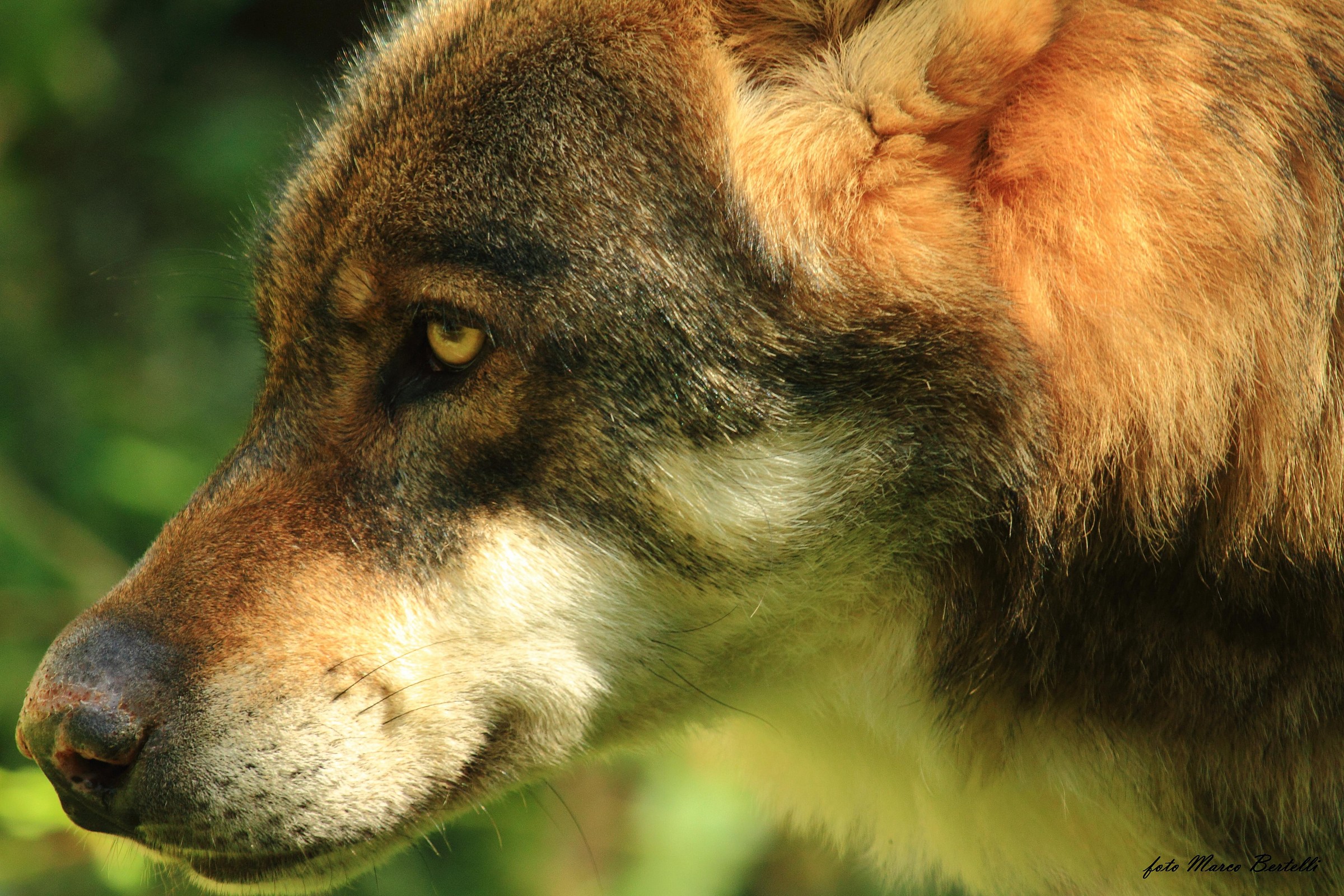 lupo europeo 4, ambiente controllato