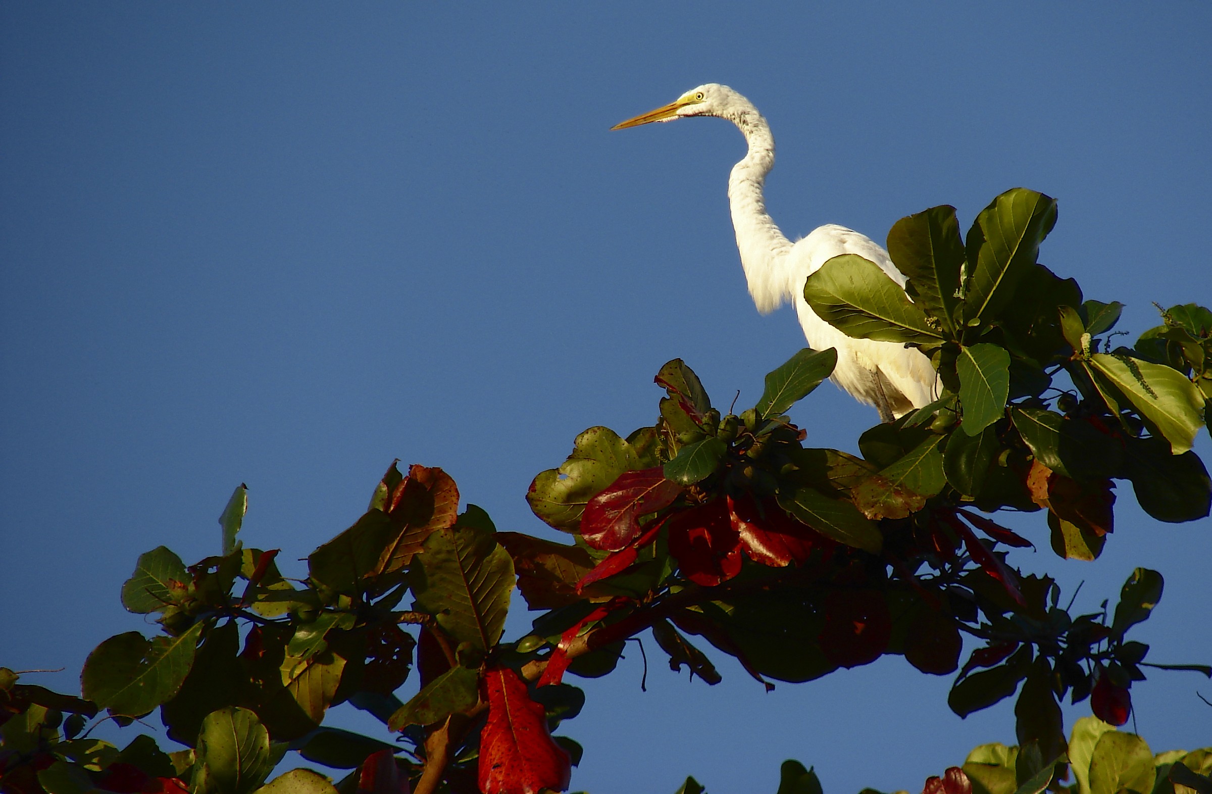Heron on Almond