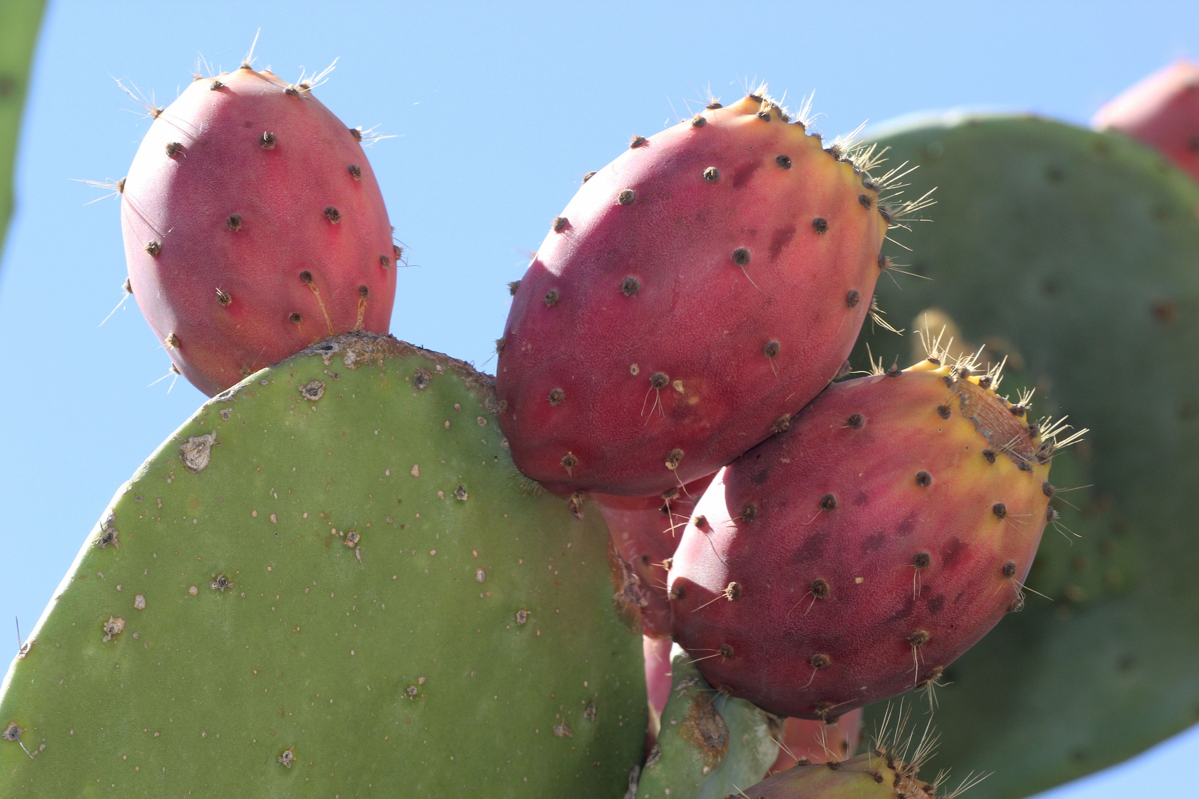 Flavors of the South