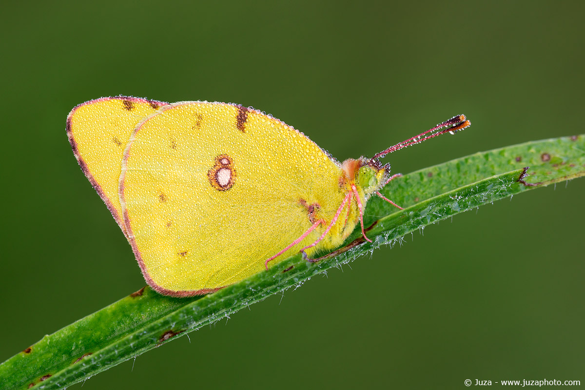 Colias crocea